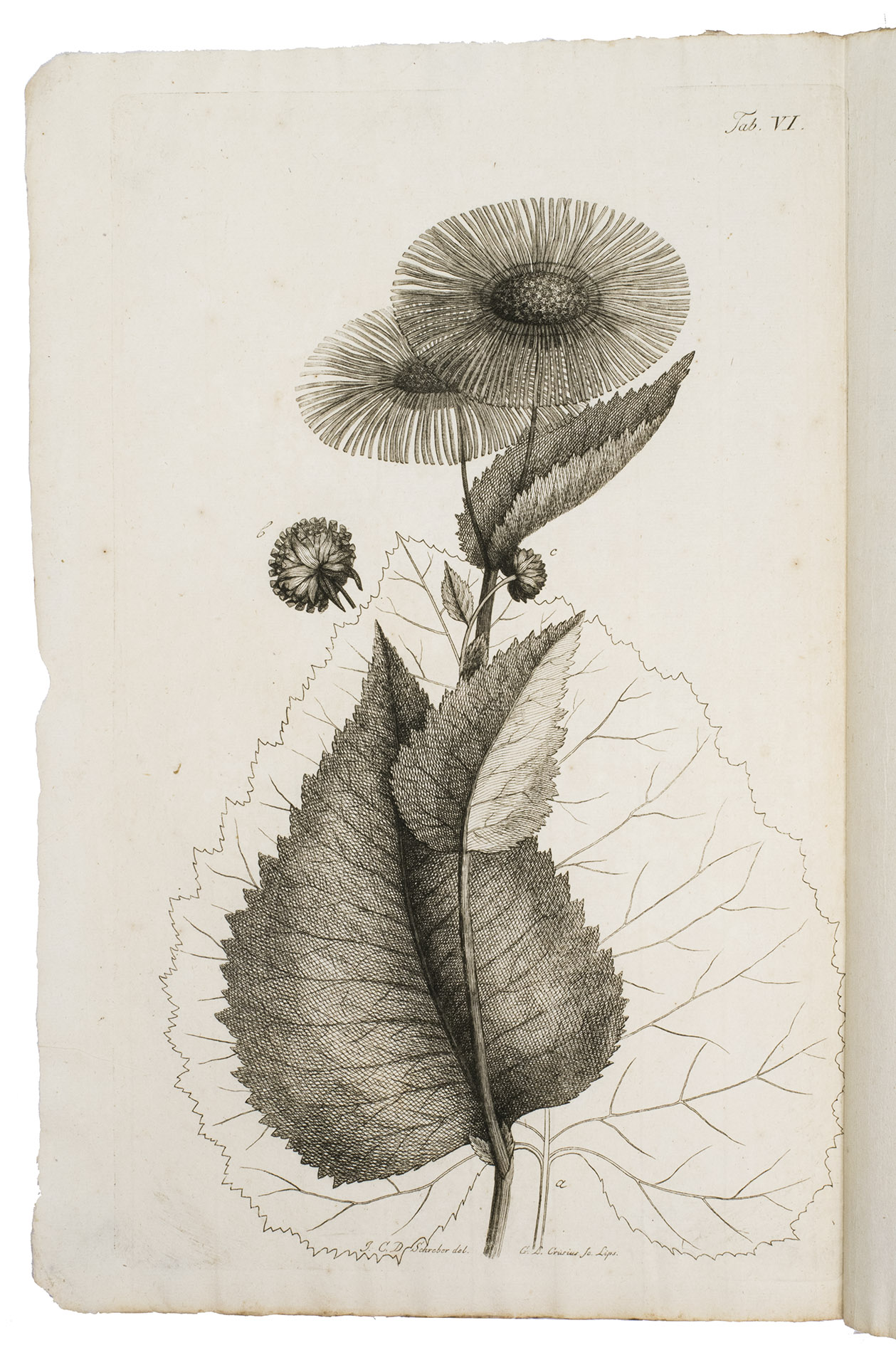 SCHREBER, Johann Christian Danil von. - Icones et descriptiones plantarum minus cognitarum. Decas I.Halle (Saale), Germany, J.J. Curt, 1766. Folio (37.5 x 24.5 cm). With 10 full-page numbered engravings of plants, an engraved image on the title-page, and a woodcut initial on the first page of the preface. Never bound, housed in a modern folder with a printed design of 19th-century marbled paper.