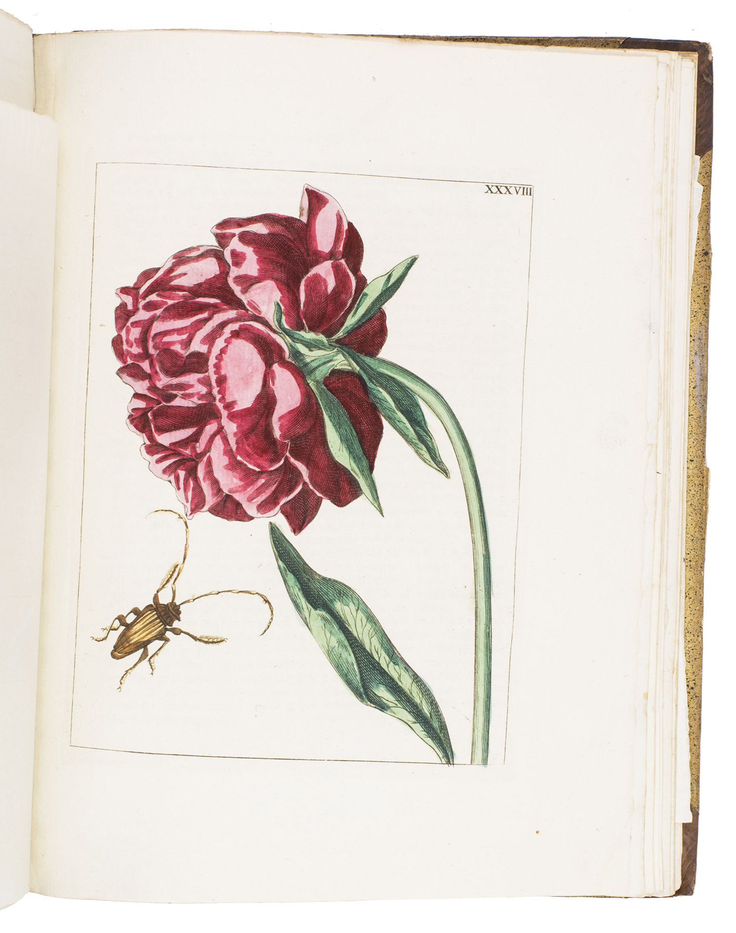 [NEDERLANDSCH BLOEMWERK]. - Nederlandsch bloemwerk. Door een gezelschap geleerden.Amsterdam, J.B. Elwe, 1794. 4to. With 54 contemporary hand-coloured engraved plates of flowers, including an engraved title page signed by Paul Theodor van Brussel and Hendrik Leffert Myling. (Near-) contemporary gold-tooled half calf.