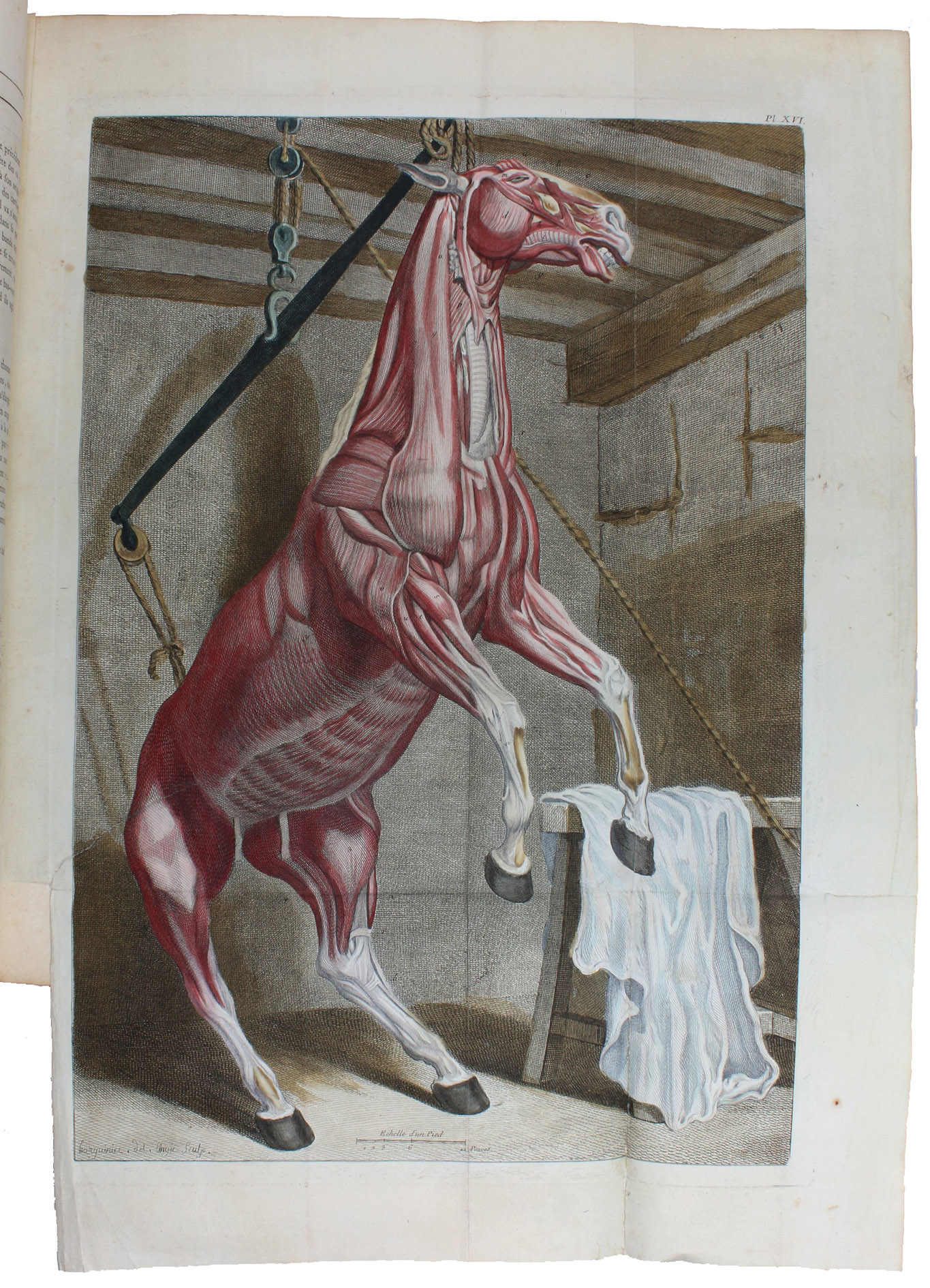 LAFOSSE, Philippe-tienne. - Cours dhippiatrique, ou Trait complet de la mdecine des chevaux, orne de soixante & cinq planches graves avec soin. Paris, Pierre Poir, 1772. Large folio (ca. 51 x 35 cm). With 65 (mostly numbered) engravings, including 2 frontispieces, 56 hand-coloured plates (including 19 folding), and 7 engraved headpieces. Further with an engraved title vignette and an engraved armorial head piece on the dedication leaf. Contemporary gold-tooled mottled calf.