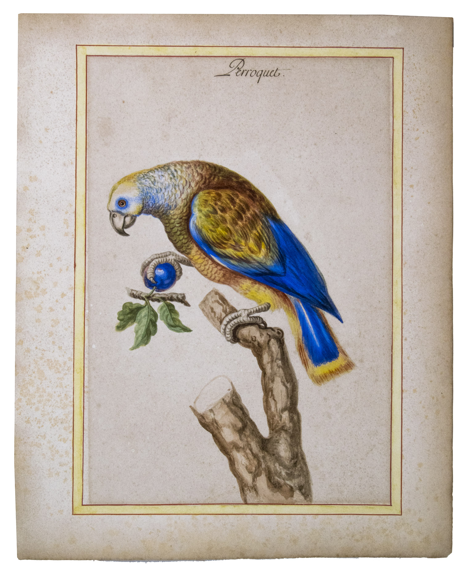 [SOUDRY, Antoine]. - [Collection of 6 watercolours of birds].[France, 1780-1800]. All ca. 42 x 34 cm. Six watercolours, finished with an egg wash.  The drawings are housed in a clear plastic sleeve.