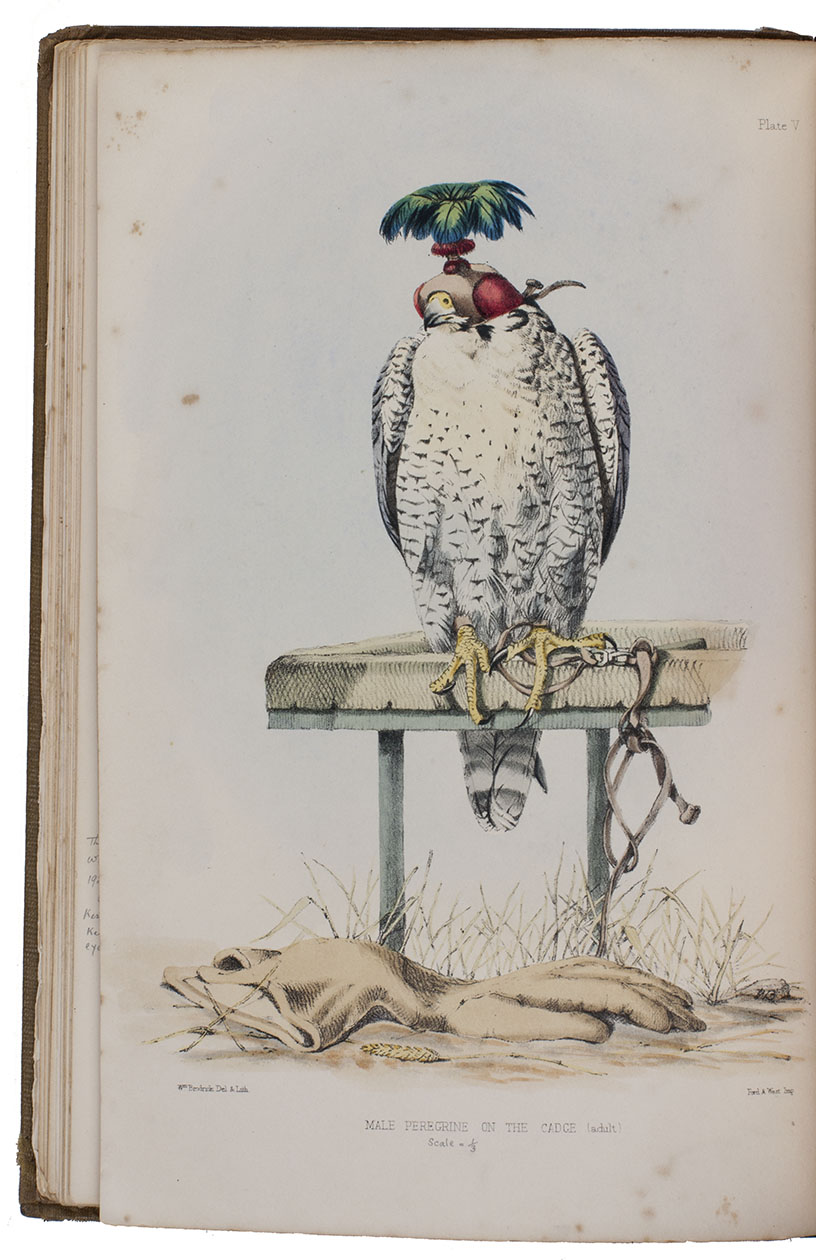 SALVIN, Francis Henry and William BRODRICK. - Falconry in the British isles.London, John van Voorst, 1855. 4to (29 x 19.5 cm). With 24 hand-coloured lithographed plates by William Brodrick. Original publishers blind- and gold-blocked cloth, front board with title and large illustration of a falcon.