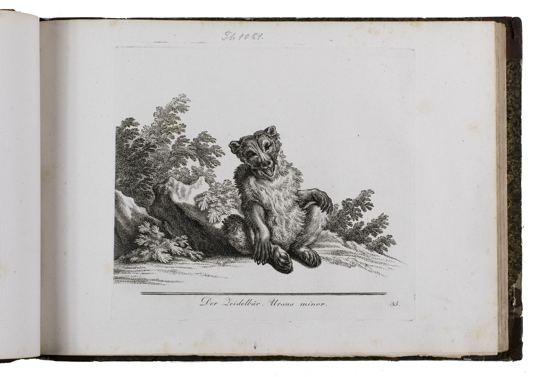 RIDINGER, Johann Elias. - [Naturhistorisches Original-Thierwerk].[Augsburg, Engelbrecht, 1825]. Oblong folio. With 127 numbered engraved plates including frontispiece incorporating a small portrait of Johann Elias Ridinger (1698-1767) in profile on a base with his name and profession, surrounded by animals, and plates showing all kinds of animals classified in 9 (of 10) sections. Lacking the title-page and part of the text, but with all plates complete. Contemporary diced half calf, gold-tooled spine, marbled sides.
