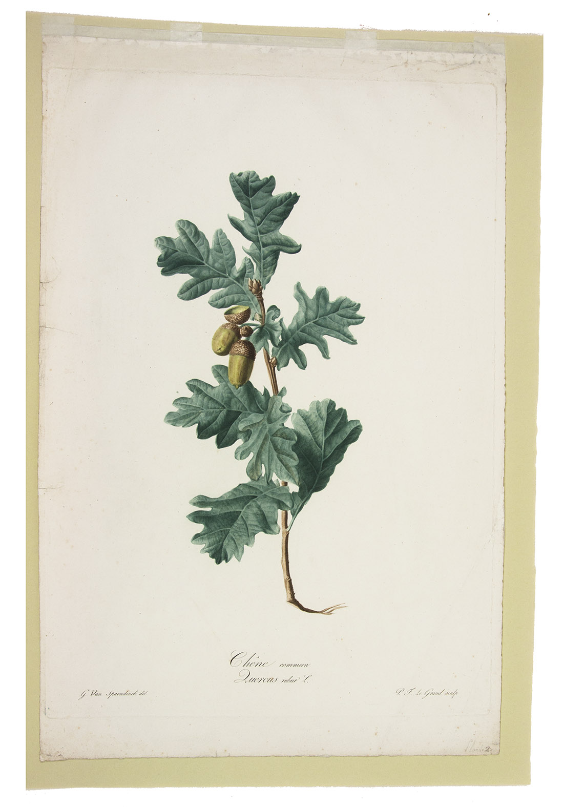 SPAENDONCK, Gerard van. - Chne commun. Quercus robur L. [From: Fleurs dessines d'aprs nature, Recueil utile aux amateurs, aux jeunes artistes, aux lves des coles centrales et aux dessinateurs des manufactures].[Paris, 1799-1801]. Stipple engraving on unwatermarked wove paper (56 x 36.5 cm), printed in colour  la poupe and finished by hand, of a Quercus robur including two acorns, an empty shell and two buds, signed 