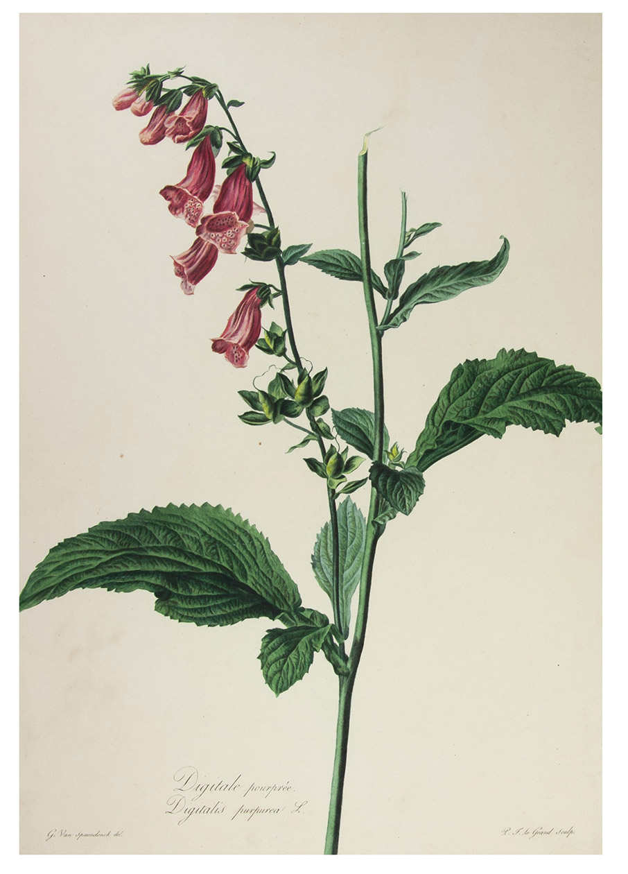 SPAENDONCK, Gerard van. - Digitale pourpre. Digitalis purpurea L. from: [Fleurs Dessines d'Aprs Nature, Recueil utile aux amateurs, aux jeunes artistes, aux lves des coles centrales et aux dessinateurs des manufactures].[Paris, 1799-1801]. Folio. Stipple engraved plate, printed in colour  la poupe and finished by hand, of a Common Foxglove. With on a sidebranch flowers in various stages, one cut branch and a green shoot, signed 'P.F. Le Grand sculp.'  In passepartout.