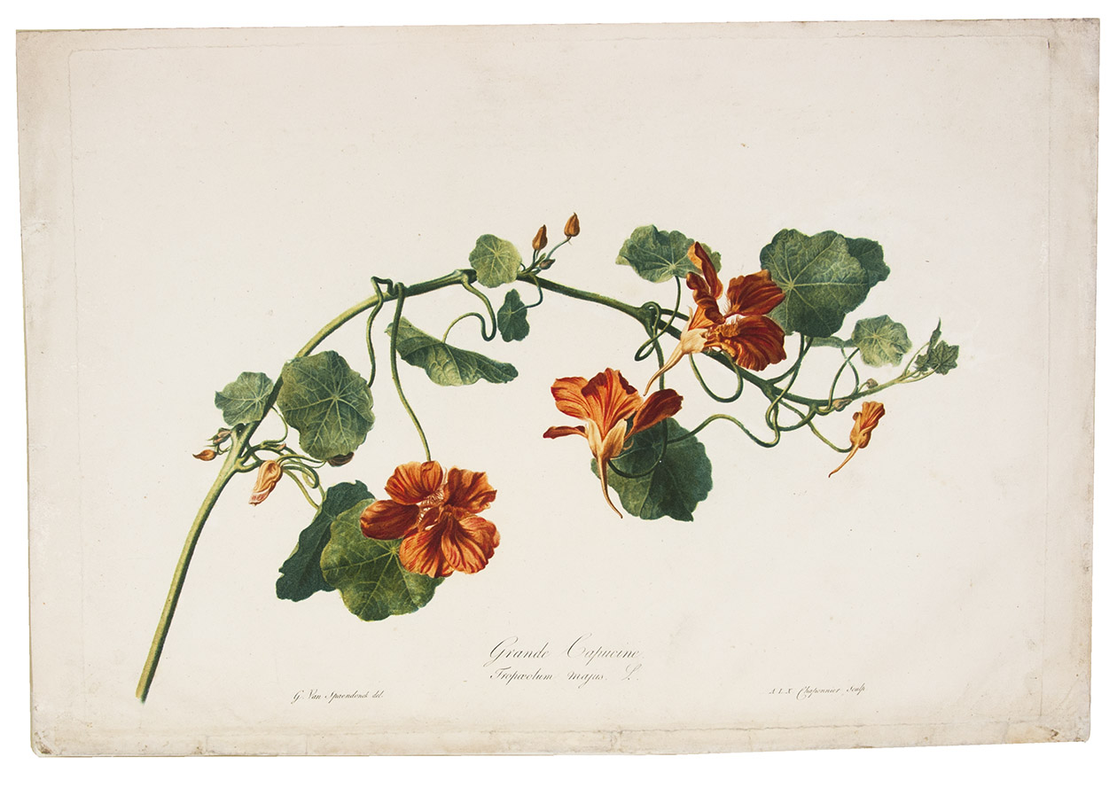 SPAENDONCK, Gerard van. - Grande Capucine. Tropaeolum majus L. [From: Fleurs dessines d'aprs nature, Recueil utile aux amateurs, aux jeunes artistes, aux lves des coles centrales et aux dessinateurs des manufactures].[Paris, 1799-1801]. Oblong folio. Stipple engraving on unwatermarked wove paper (38 x 55.5 cm), printed in colour  la poupe and finished by hand, of a branch of the Tropaeolum majus showing three flowers and six buds in various stages. In passepartout.