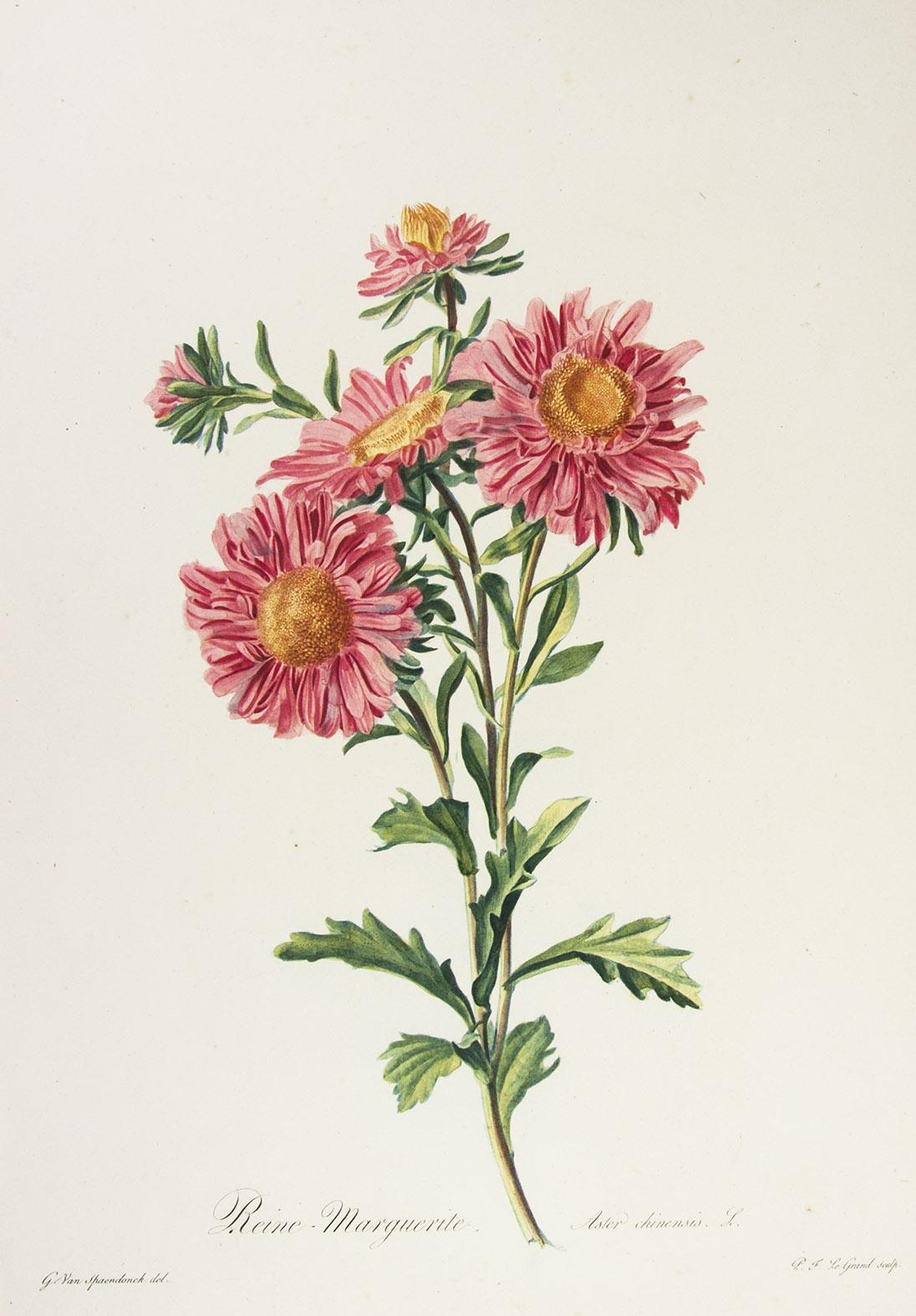 SPAENDONCK, Gerard van. - Reine-marguerite. Aster chinensis L. [From: Fleurs dessines d'aprs nature, Recueil utile aux amateurs, aux jeunes artistes, aux lves des coles centrales et aux dessinateurs des manufactures].[Paris, 1799-1801]. Stipple engraving on unwatermarked wove paper (56 x 37.5 cm), printed in colour  la poupe and finished by hand, of a Callistephus chinensis showing three fully opened and two half opened flowers, signed 