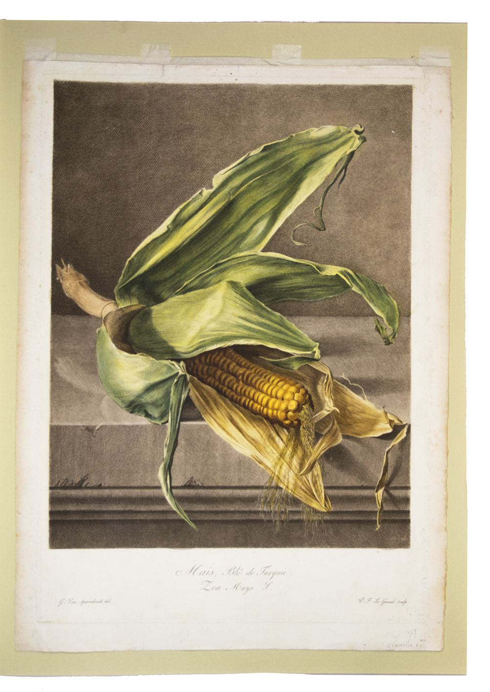 SPAENDONCK, Gerard van. - Mas, Bl de Turquie. Zea mays L. [From: Fleurs dessines d'aprs nature, Recueil utile aux amateurs, aux jeunes artistes, aux lves des coles centrales et aux dessinateurs des manufactures].[Paris, 1799-1801]. Stipple engraving on unwatermarked wove paper (54 x 39 cm), printed in colour  la poupe and finished by hand, of an ear of corn, with 6 leaves and part of the stalk, on a stone wall, signed 