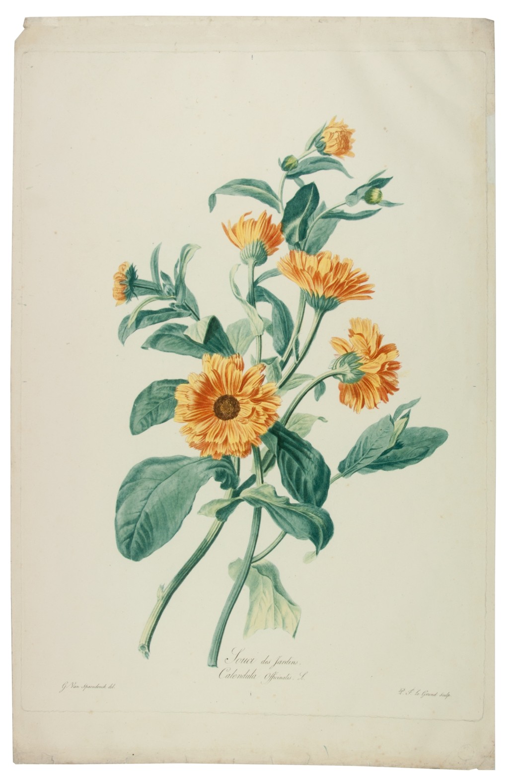 SPAENDONCK, Gerard van. - Souci des jardins. Calendula officinalis. L. [From: Fleurs dessines d'aprs nature, Recueil utile aux amateurs, aux jeunes artistes, aux lves des coles centrales et aux dessinateurs des manufactures].[Paris, 1799-1801]. Stipple engraving on unwatermarked wove paper (56 x 36.5 cm), printed in colour  la poupe and finished by hand, of a Calendula officinalis showing two branches with seven flowers and buds in various stages, signed 