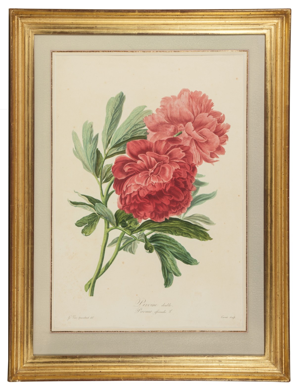 SPAENDONCK, Gerard van. - Pivoine double. Paeonia officinalis L. [From: Fleurs dessines d'aprs nature, Recueil utile aux amateurs, aux jeunes artistes, aux lves des coles centrales et aux dessinateurs des manufactures].[Paris, 1799-1801]. Stipple engraving on unwatermarked wove paper (56 x 36.5 cm), printed in colour  la poupe and finished by hand, of a Paeonia officinalis showing two branches with one flower each, signed 