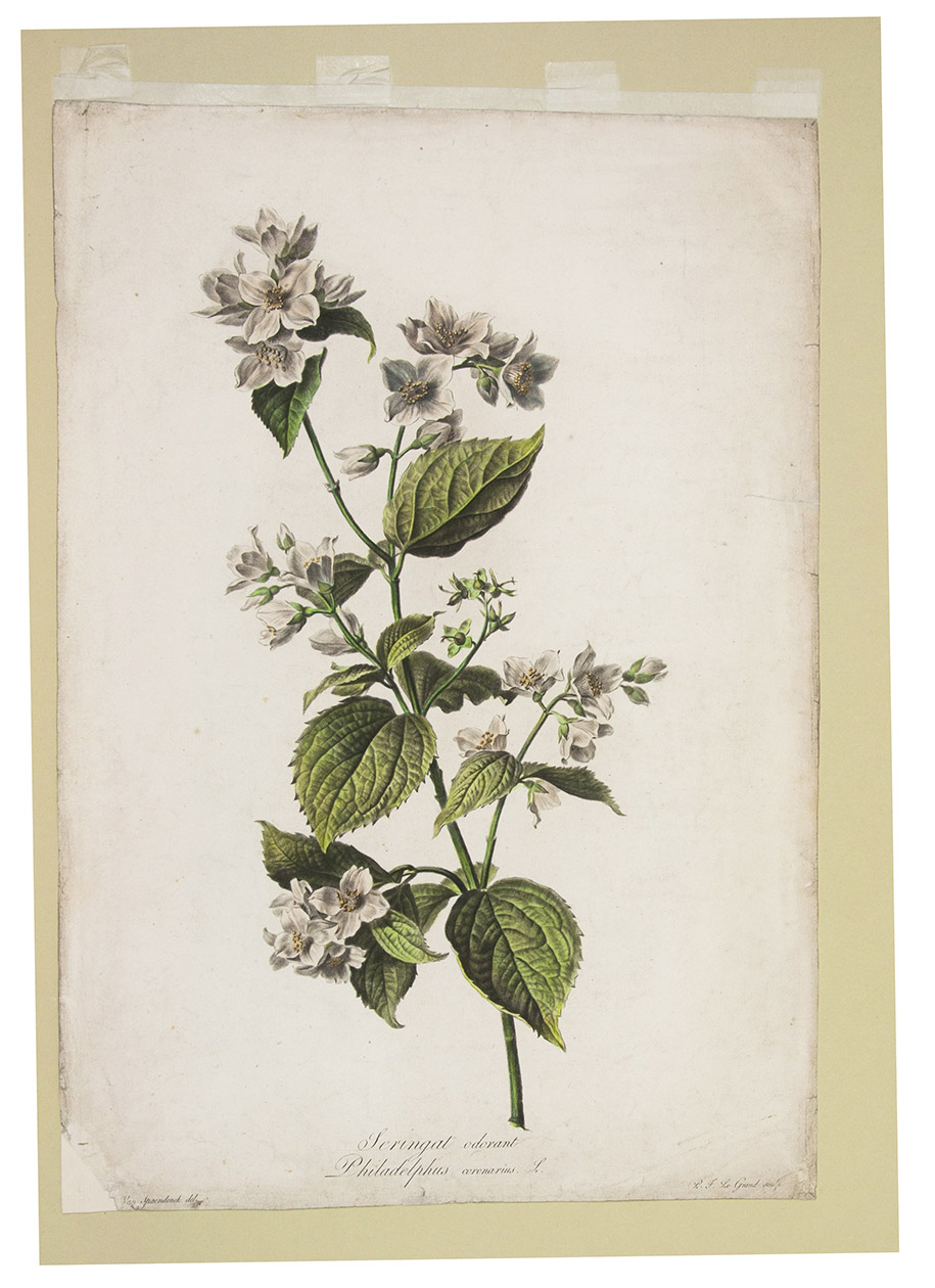 SPAENDONCK, Gerard van. - Seringat odorant. Philadelphus coronarius L. from: [Fleurs Dessines d'Aprs Nature, Recueil utile aux amateurs, aux jeunes artistes, aux lves des coles centrales et aux dessinateurs des manufactures].[Paris, 1799-1801]. Folio. Stipple engraved plate, printed in colour  la poupe and finished by hand, of a Sweet Mock-orange or English Dogwood showing six clusters of flowers of which one is out of flower, signed 'P.F. Le Grand sculp.'  In passepartout.