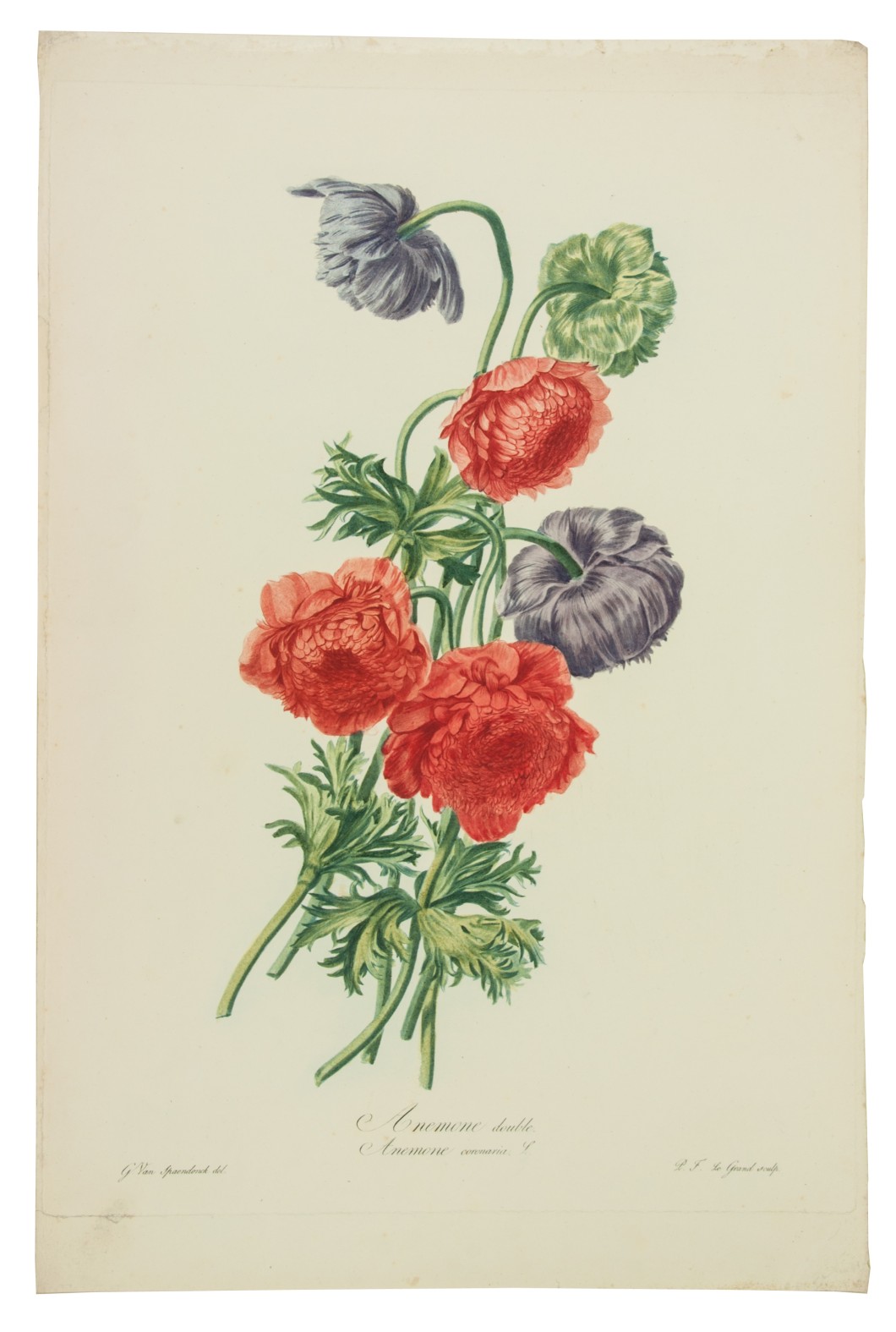 SPAENDONCK, Gerard van. - Anemone double. Anemone coronaria. L. [From: Fleurs dessines d'aprs nature, Recueil utile aux amateurs, aux jeunes artistes, aux lves des coles centrales et aux dessinateurs des manufactures].[Paris, 1799-1801]. Stipple engraving on unwatermarked wove paper (56 x 36.5 cm), printed in colour  la poupe and finished by hand, of a Poppy anemone or Spanish marigold showing six branches with one flower each: three pink-red, two lilac, and one light-green, signed 
