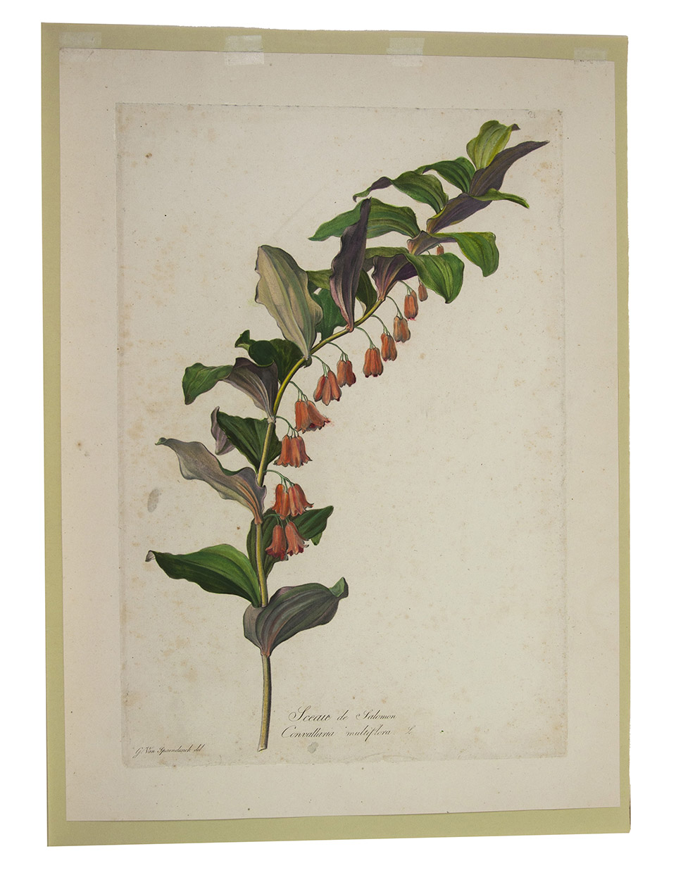 SPAENDONCK, Gerard van. - Sceau de Salomon. Convallaria multiflora. L.  from: [Fleurs Dessines d'Aprs Nature, Recueil utile aux amateurs, aux jeunes artistes, aux lves des coles centrales et aux dessinateurs des manufactures].[Paris, 1799-1801]. Folio. Stipple engraved plate, printed in colour  la poupe and finished by hand, of a Solomons Seal showing a branch with flowers and leaves. Not signed. In passepartout.