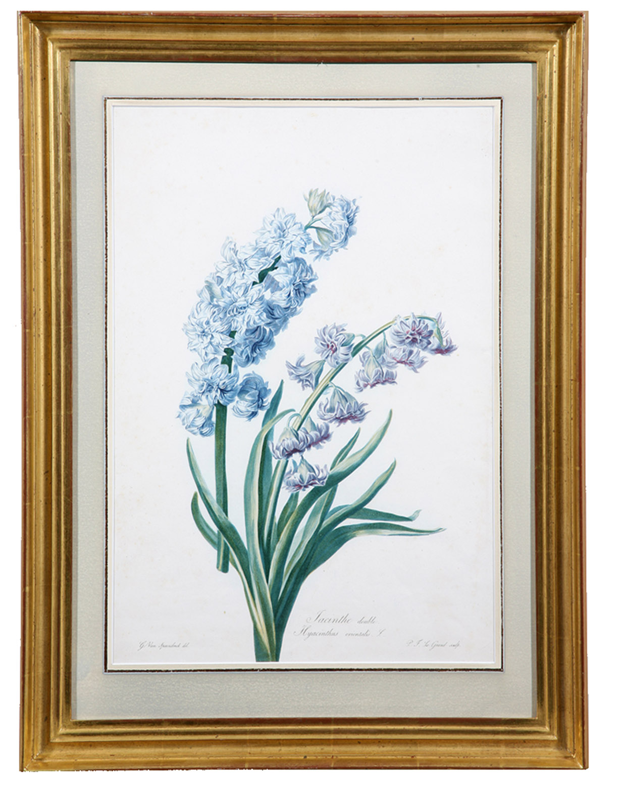 SPAENDONCK, Gerard van. - Jacinthe double. Hyacinthus orientalis L. from: [Fleurs Dessines d'Aprs Nature, Recueil utile aux amateurs, aux jeunes artistes, aux lves des coles centrales et aux dessinateurs des manufactures].[Paris, 1799-1801]. Folio. Stipple engraved plate, printed in colour  la poupe and finished by hand, of a Common Hyacinth, Garden Hyacinth or Dutch Hyacinth with at the left a blue hyacinth without leaves, right a lilac hyacinth with leaves. Signed 'P.F. Le Grand sculp.' Framed.