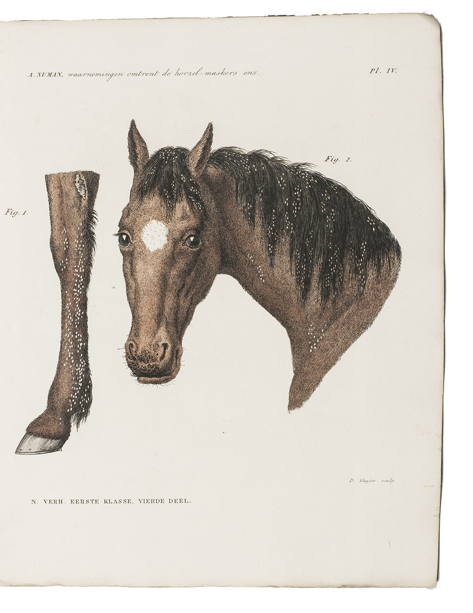 NUMAN, Alexander. - Waarnemingen omtrent de horzel-maskers, welke in de maag van het paard huisvesten.Amsterdam, C.G. Sulpke, 1834. 4to. With 6 hand-coloured engraved plates (1 folding) by D. Sluyter after H. van Oort. Contemporary stiff grey wrappers.