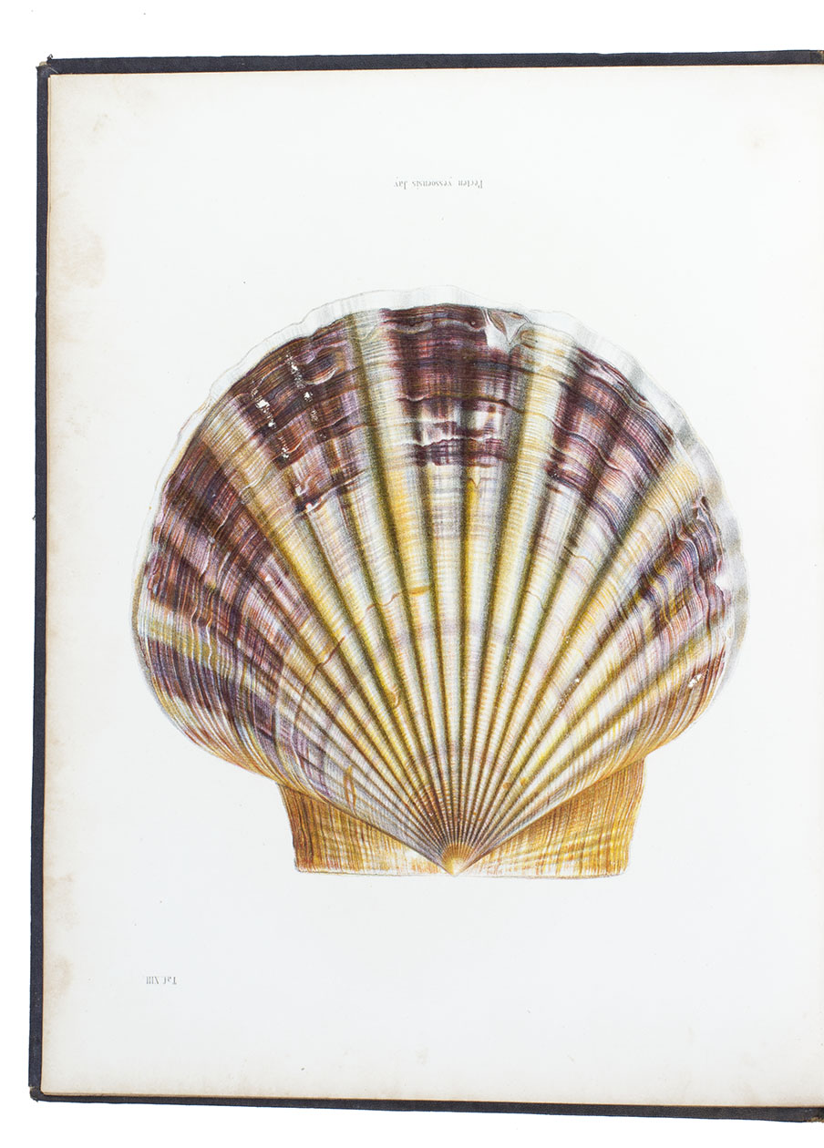 LISCHKE, Carl Emil. - Japanische Meeres-Conchylien. Kassel, for Theodor Fischer (colophon: Elberfeld, by R.L. Friderichs & Comp.), 1869-1874. 3 volumes. 4to. With 37 chromo-lithographed plates. Contemporary blind- and gold-blocked cloth.