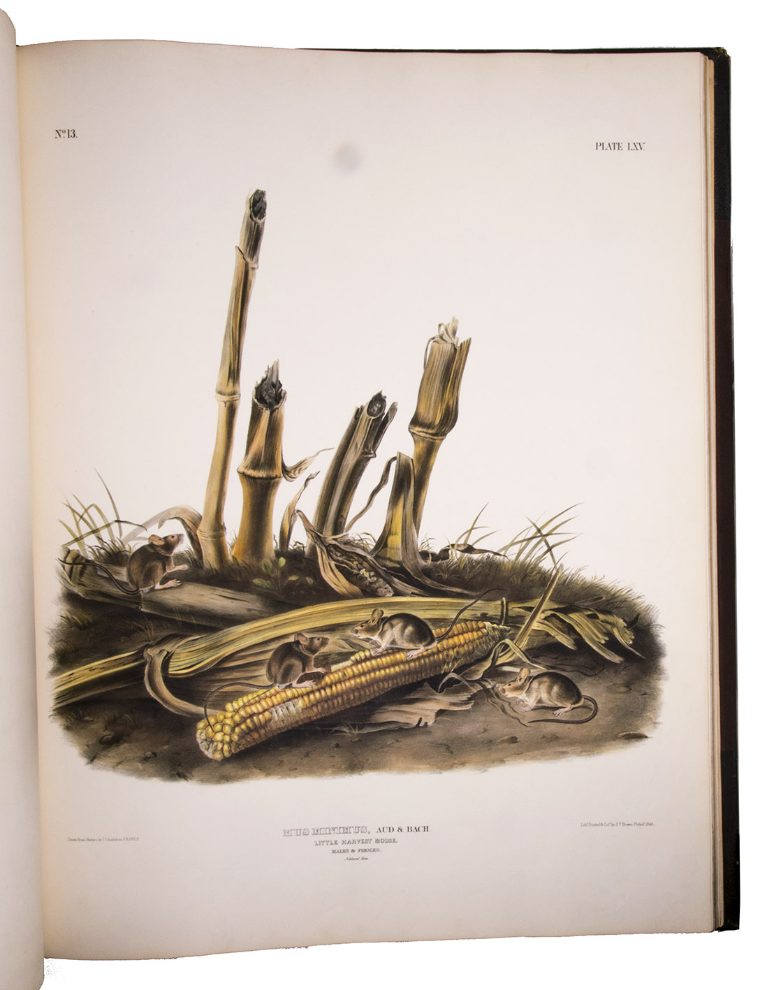 First edition of Audubon's extraordinary coloured plates of quadrupeds