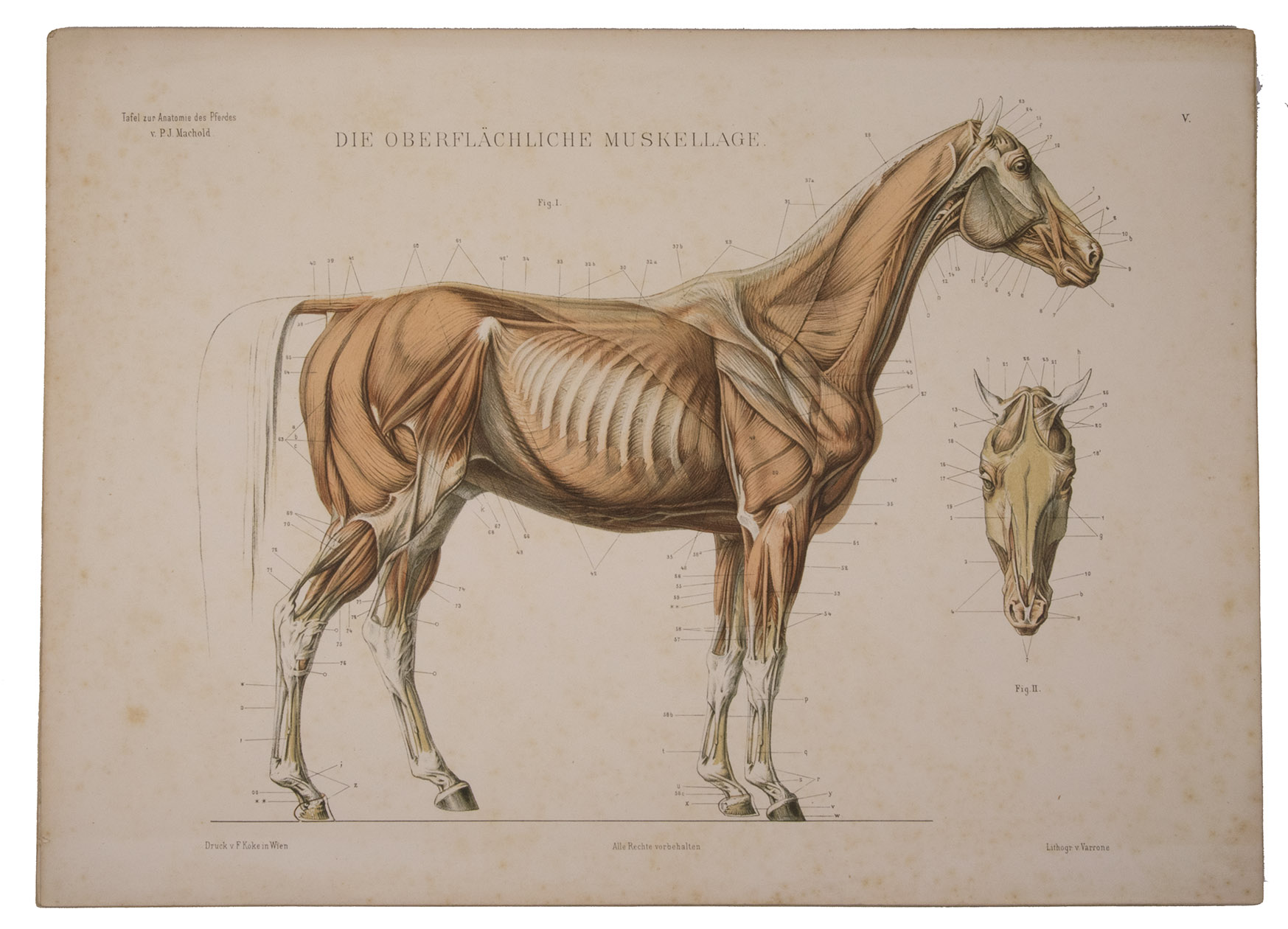 MACHOLD, Joseph (Josef). - Zehn tafeln zur anatomie des Pferdes . . .Vienna, the author 
