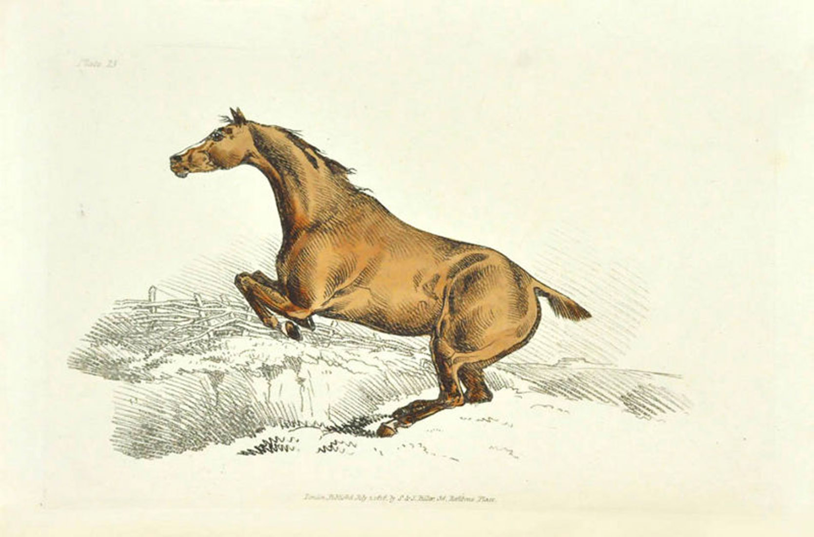 ALKEN, Henry. - The beauties and defects in the figure of the horse.London, S. & J. Fuller, [1816]. 4to. With an engraved title-page with a circular vignette and 18 hand-coloured etched plates.  Original boards. Untrimmed.