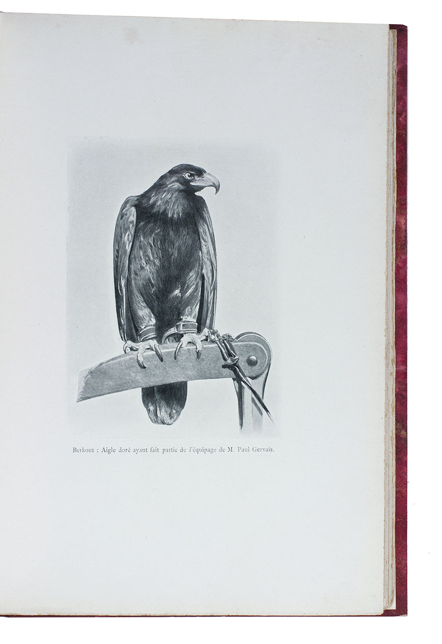 BELVALLETTE, Alfred. - Trait de fauconnerie et d'autourserie suivi d'une tude sur la pche au cormoran. vreux, Charles Hrissey, 1903. Large 8vo (28.5 x 21.5 cm). With 35 plates and numerous illustrations in text. Modern red half sheepskin, with the original publisher's printed wrappers bound in.