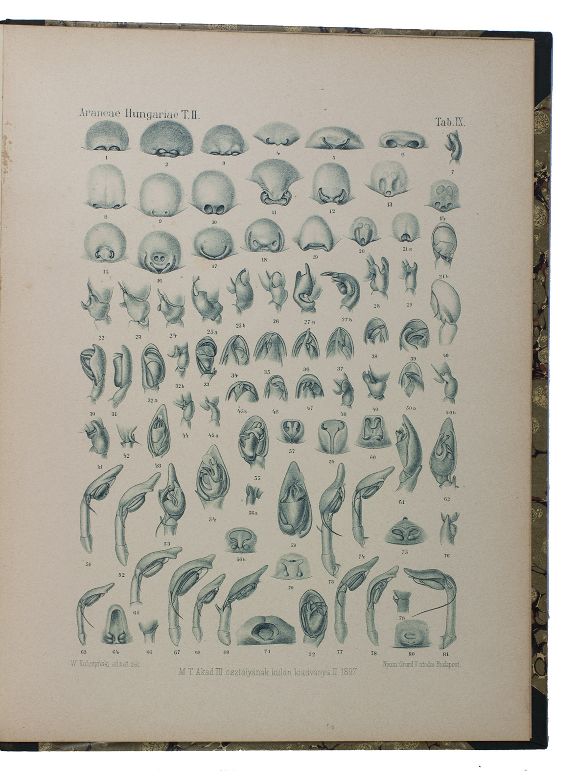 CHYZER, Cornelius and Wladyslaw KULCZYNSKI. - Araneae Hungariae secundum collectiones a Leone Becker pro parte perscrutatas ... Tomus I. [, II-di pars prior., II-di parts posterior.].Budapest, Hungarian Academy of Sciences, 1891-1897. 2 volumes (vol. II in 2 parts) bound as 1. Royal 4to (30 x 23.5 cm). With 16 lithographed containing about 700 detail figures, nearly all combining line images and shading, and many in vol. I in duotone (grey and blue). Near contemporary green half cloth.