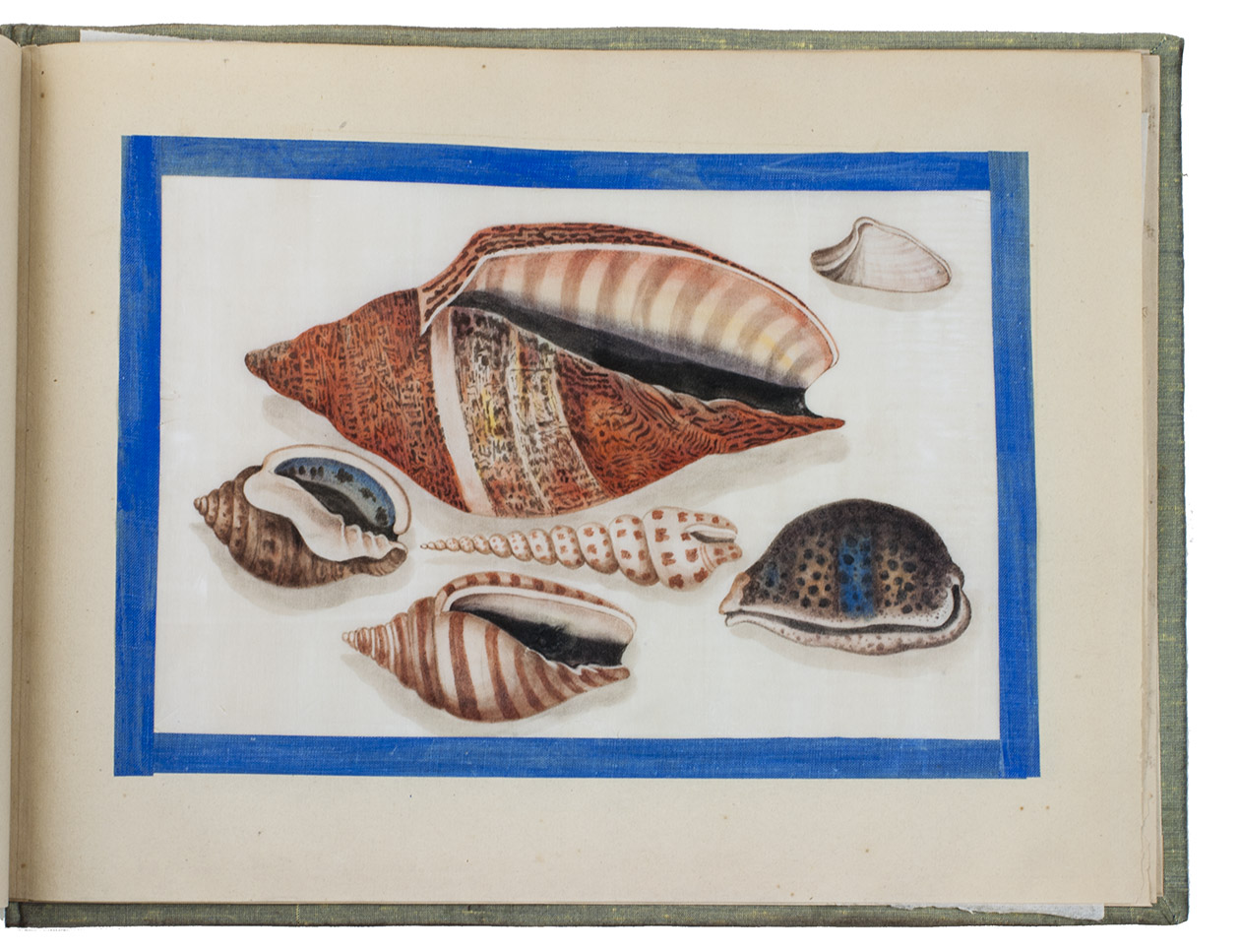 [SUNQUA?]. - [Chinese fish and seashells].[Guangzhen (Canton)?, Sunqua?, ca. 1845/55?]. Oblong folio album (26.5 x 34.5 cm). 14 drawings depicting 72 fish and seashells in coloured gouaches, the fish with gold and silver speckles to give a metallic effect to the scales, executed on pith paper (18 x 29 cm), framed with 4 strips of blue silk, and with a loose tissue leaf inserted before each drawing. Contemporary boards, covered with yellow-green silk.