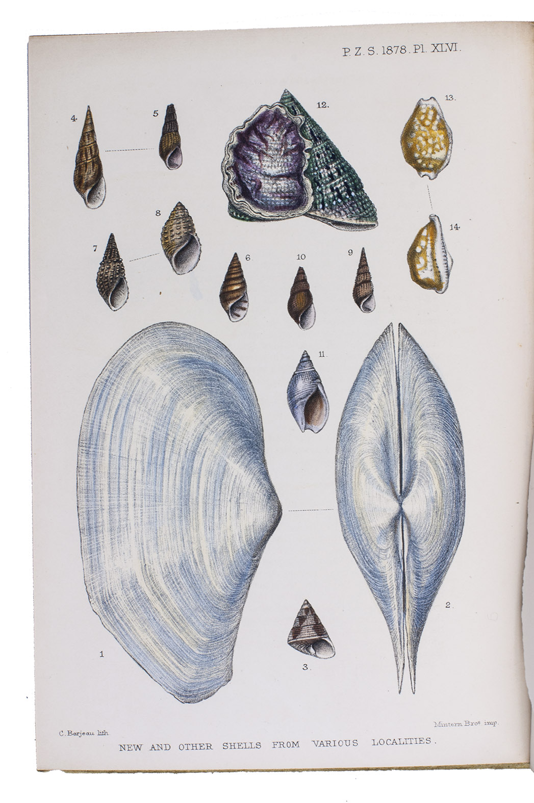 SMITH, Edgar. - Descriptions of five new shells from the Island of Formosa and the Persian Gulf, and notes upon a few known species.Including: BOCK, Carl. Descriptions of two new species of shells from China and Japan.[London], 18 June 1878. With a chromolithographed plate depicting 14 shells. Modern paper wrappers.