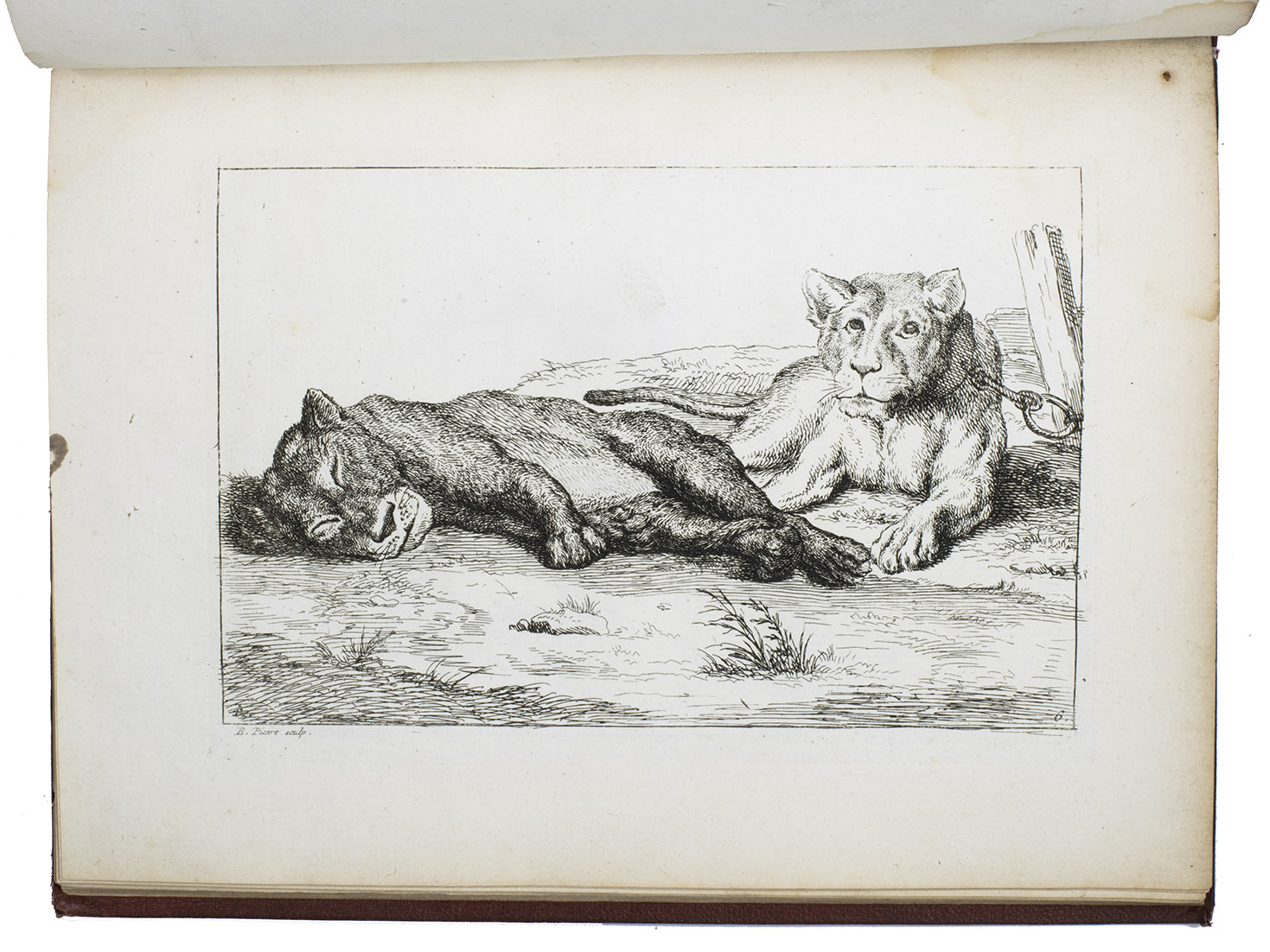 PICART, Bernard, partly after REMBRANDT and others. - Recueil de lions, dessinez d'aprs nature par divers maitres & gravez, ... Divis en six livres chacun de six feuilles.Amsterdam, Bernard Picart [title-print also: Paris, Franois Chereau], 1729 (engraved 1728-1729). Oblong 4to (18.5 x 24 cm). With a letterpress title-page in red and black with Picart's engraved 