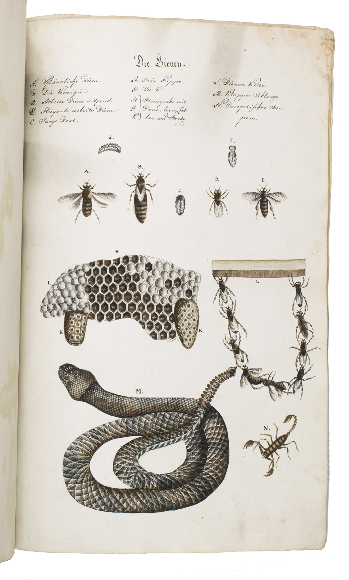 INGRUBER, Adam Johann. - Zeichnungen. Adam Johann Ingruber der Heilkunde Doctor und praktischen Arzte zu Ofen.Ofen (Buda), 1804. Small folio (31.5 x 20 cm). With manuscript title-page followed by 18 leaves of coloured drawings of plants and trees. Contemporary marbled paper wrappers.