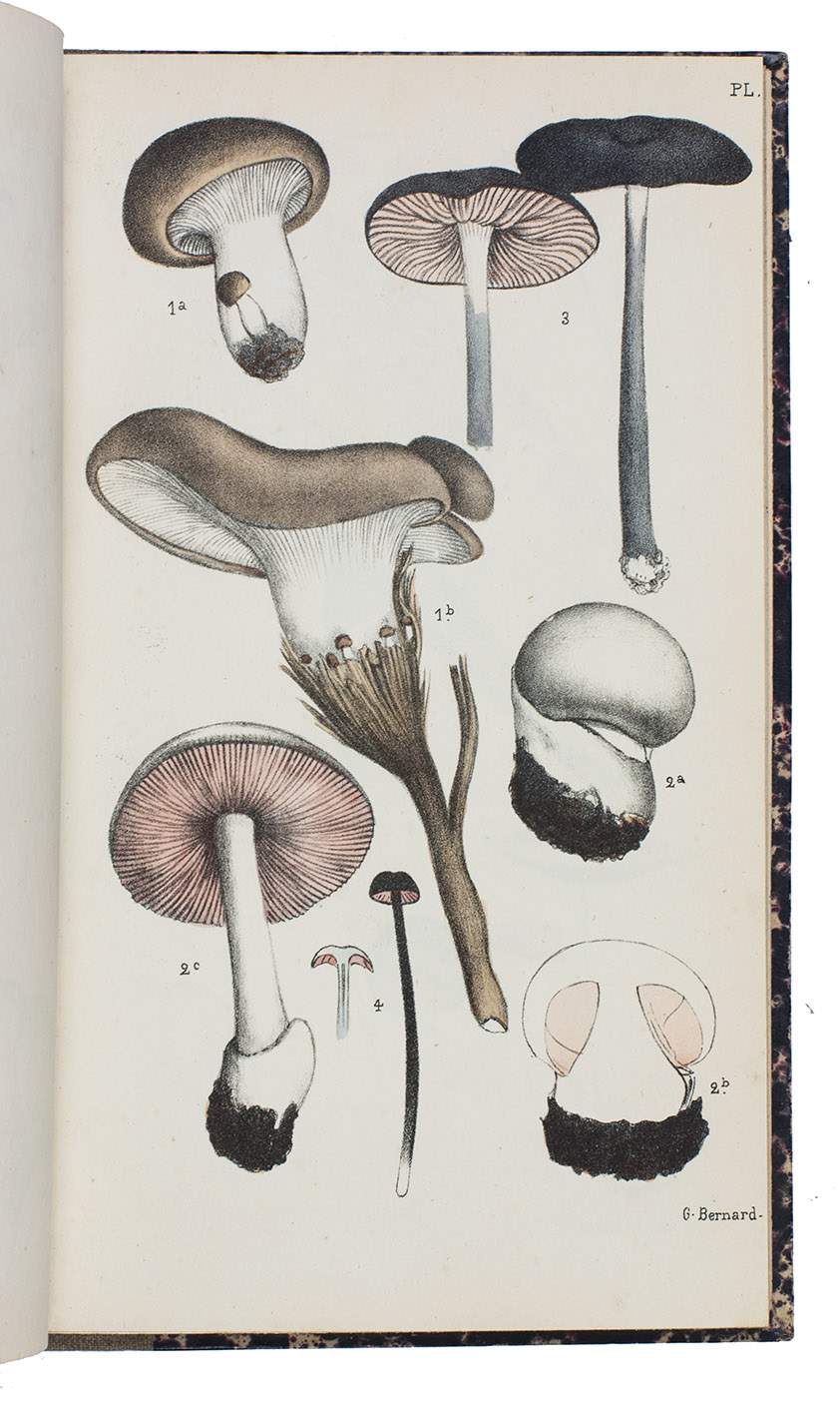 BERNARD, Georges Eugne. - Champignons observs  la Rochelle et dans les environs.Paris, Mareschal and Martin (text); Germer Ballire et compagnie (atlas), 1882. 2 volumes (text & atlas). 8vo. Atlas volume with 56 lithographed plates (7 partly hand-coloured). Contemporary half cloth, with the original publisher's printed paper wrappers bound in.