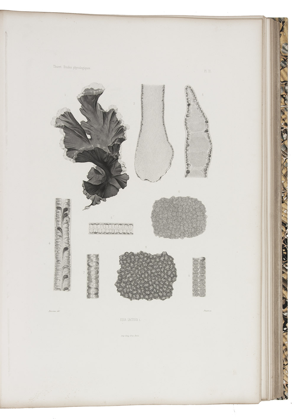 THURET, Gustave Adolphe and Jean-Baptiste douard BORNET. - tudes phycologiques. Analyses d'algues marines.Paris, G. Masson (back of half-title: E. Martinet), 1878. Folio. With 51 engraved plates. Later black half sheepskin.