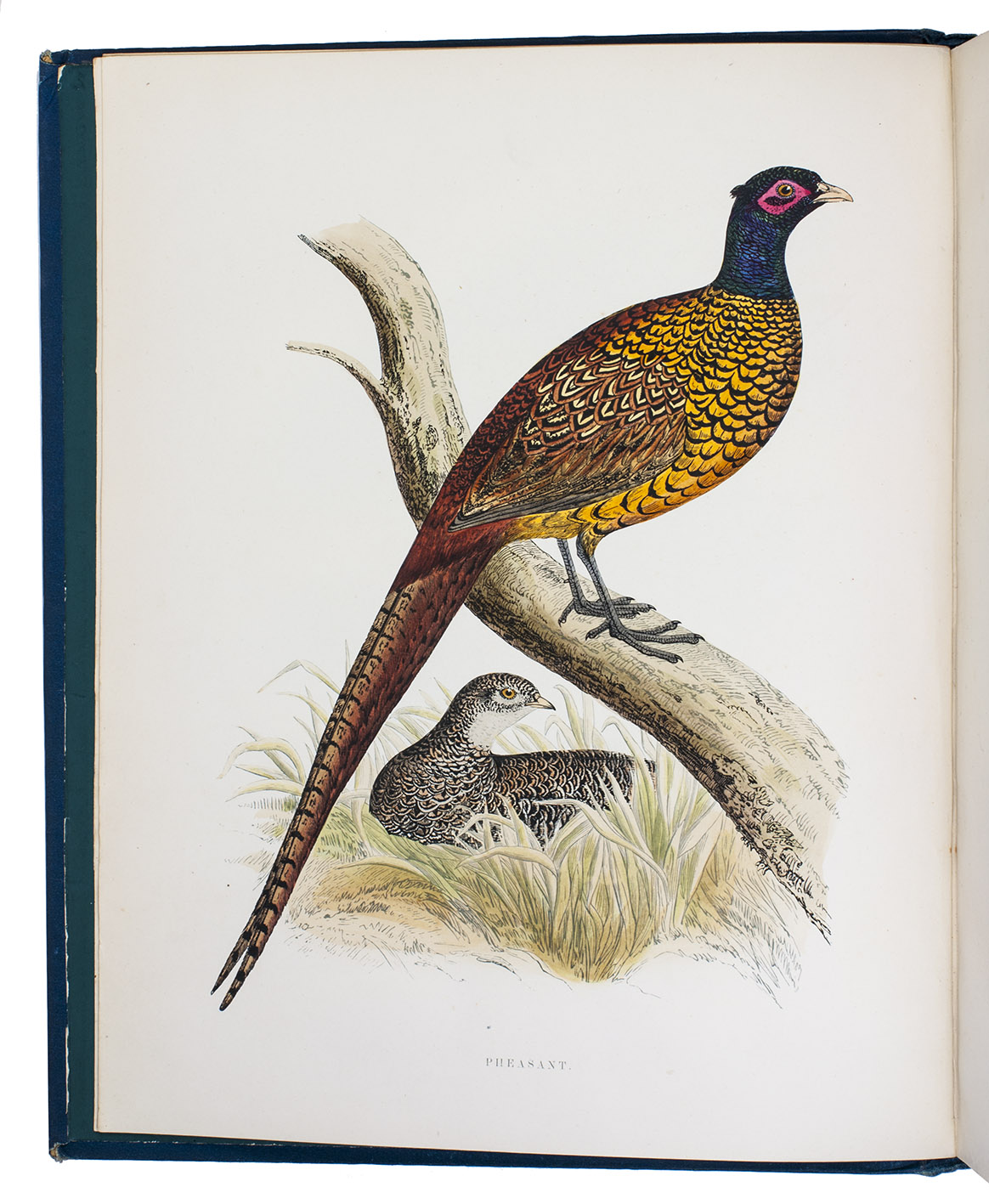 MORRIS, Beverley Robinson. - British game birds and wildfowl.London, Groombridge and sons (colophon: Benjamin Fawcett), [binding: 1889]. 4to. With 60 hand-coloured lithographed plates by Bernjamin Fawcett. Original publisher's blue cloth, with title and decorations in gold.