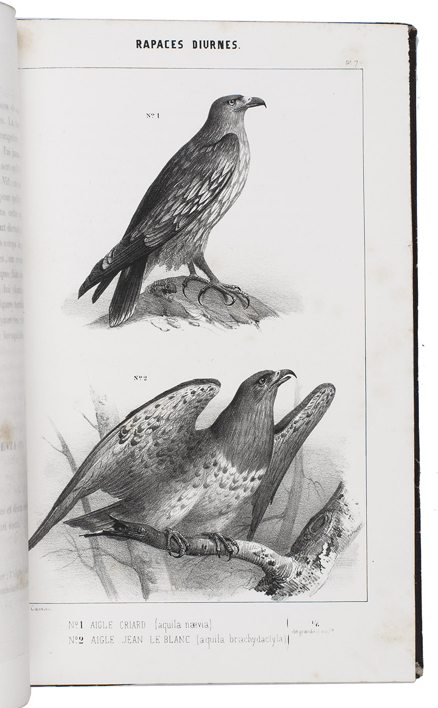 BOUTEILLE, Hippolyte and M. de LABATIE. - Ornithologie du Dauphin ou description des oiseaux observs dans les dpartements de l'Isre, de la Drome, des Hautes-Alpes et les contres voisines.Grenoble, for the author and 