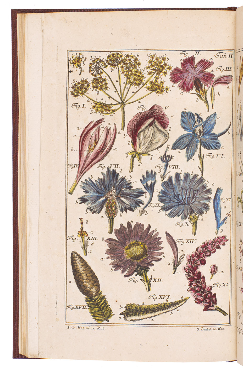 SCHAEFFER, Jacob Christian. - Isagoge in botanicam expeditiorem iconibus aeri incisis et pictis illustrata.Regensburg, F. Zunkel, 1759. 8vo. With engraved illustration on title-page and 4 hand-coloured engraved plates. Modern reddish brown cloth.