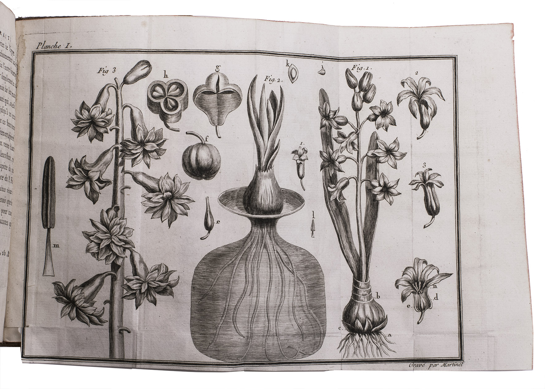 ARDNE, Jean Paul de Rome d'. - Trait sur la connoissance et la culture des jacintes. Avignon, Louis Chambeau, 1759. 12mo. With 2 engraved folding plates. Contemporary calf, gold-tooled spine, marbled endpapers, red edges.