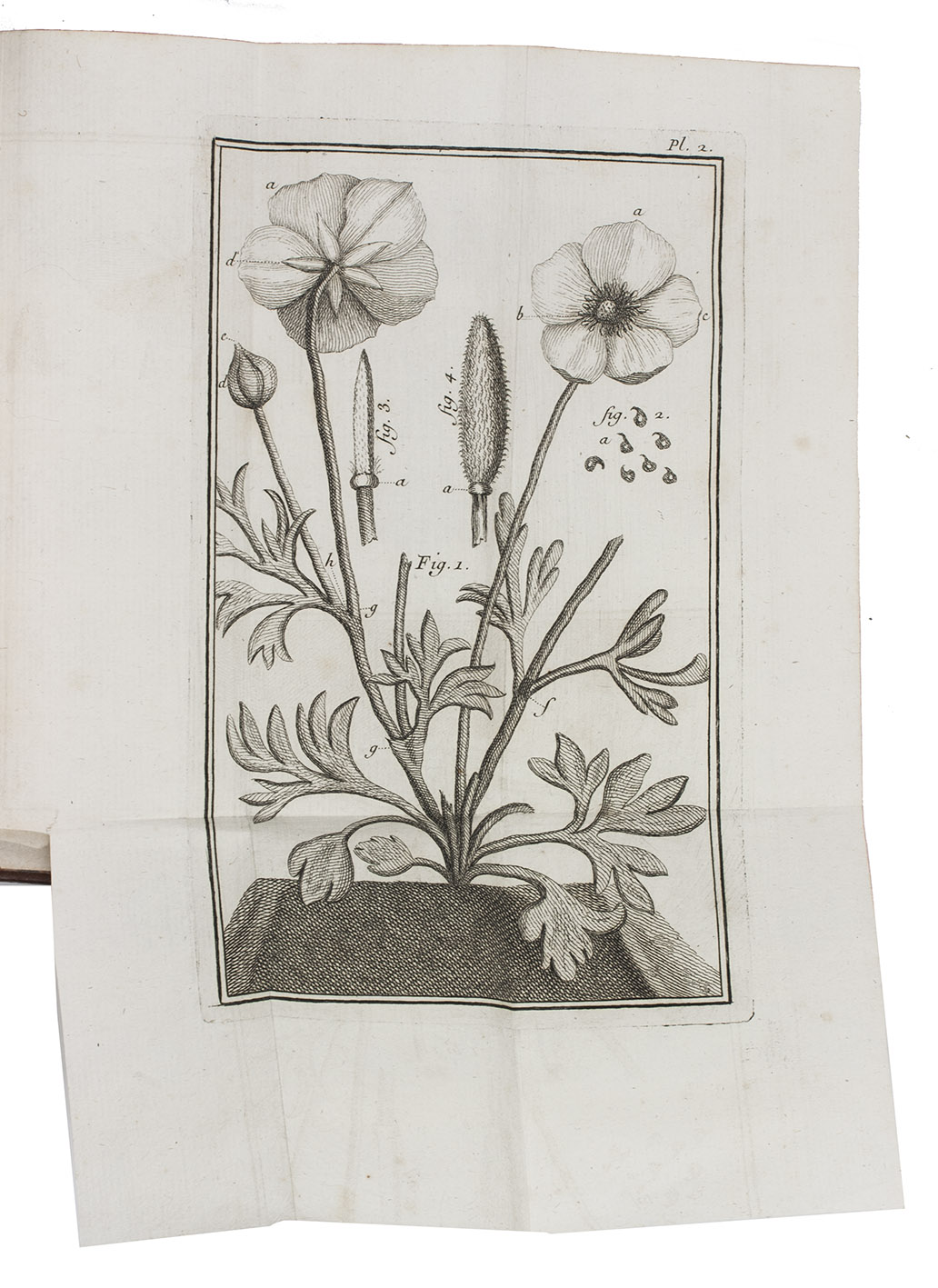 ARDNE, Jean Paul Rome de. - Trait des renoncules, qui contient, outre ce qui regarde ces fleurs, beaucoup d'observations physiques & de remarques utiles, soit pour l'agriculture, soit pour le jardinage. Troisime dition.Avignon, Louis Chambeau, 1763. 12mo. With 6 folding engraved plates. Contemporary mottled calf, richly gold-tooled spine.