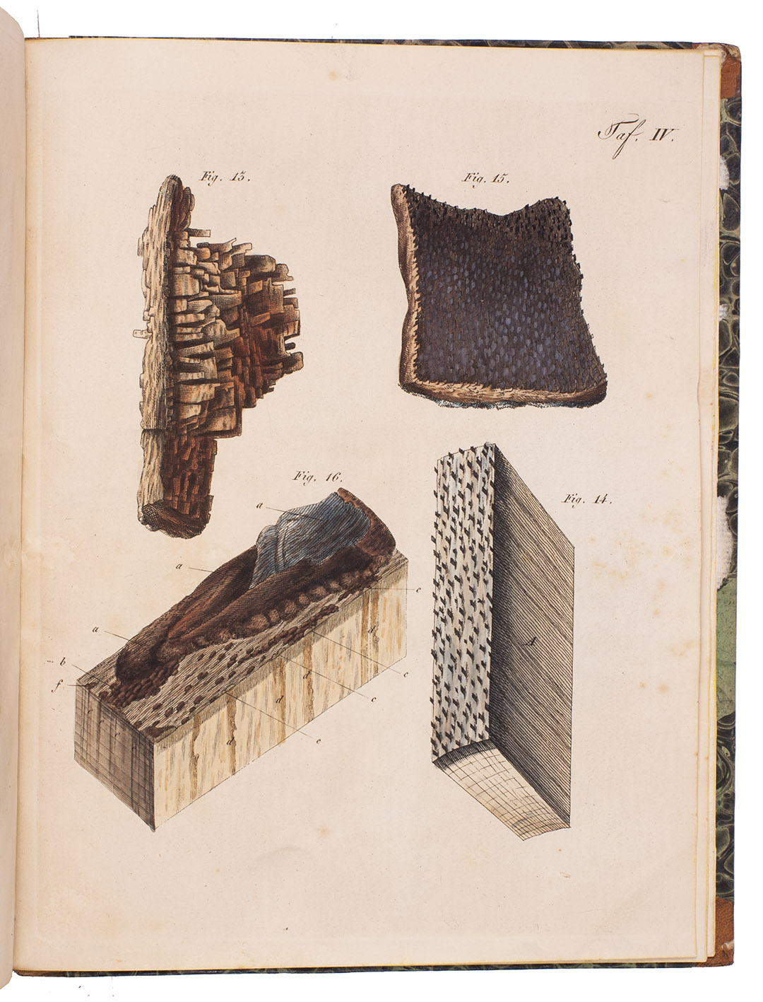 COTTA, Heinrich. - Naturbeobachtungen ber die Bewegung und Funktion des Saftes in den Gewchsen, mit vorzglicher Hinsicht auf Holzpflanzen.Weimar, Hoffmann, 1806. 4to. With a small engraved vignette on the title-page and 7 hand-coloured engraved plates (including frontispiece). Contemporary half calf.