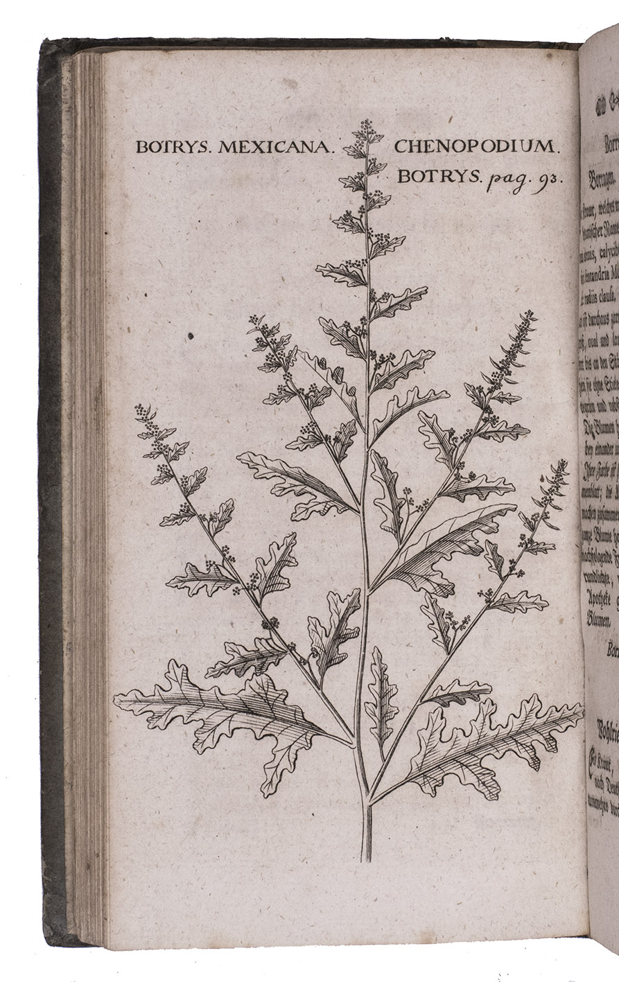[HERBAL]. - Nthige, zuverlssige und kurze Nachricht von denenjenigen Stcken aus dem Pflanzenreiche, welche in den Apotheken der meisten Lnder Europens aufbehalten werden mssen, zum Gebrauche der Apotheken verfertiget und dem Drucke bergeben.Dresden, Johann Nikolaus Gerlach and son, 1764. 8vo. With an engraved plate showing the annual flowering plant Chenopodium botrys. Contemporary boards, spine strengthened with marbled paper.