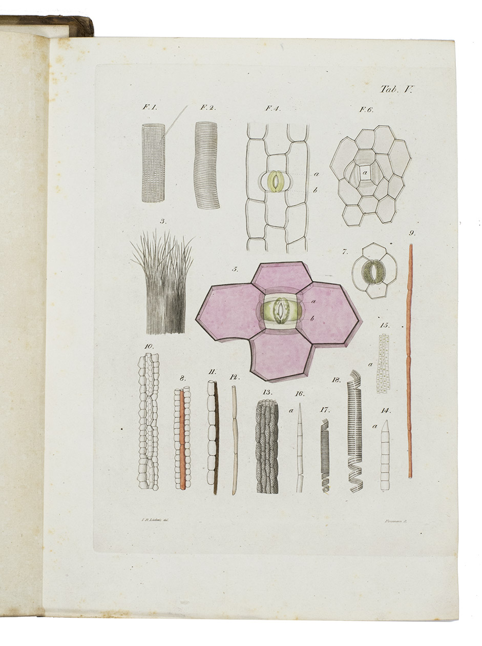 MOLDENHAWER, Johann Jacob Paul. - Beytrge zur Anatomie der Pflanzen.Kiel, Kniglichen Schulbuchdruckerei (printed by C.L. Wser), 1812. 4to. With 6 engraved folding plates, 3 partly handcoloured. Contemporary half calf, gold-tooled spine, black spine label.