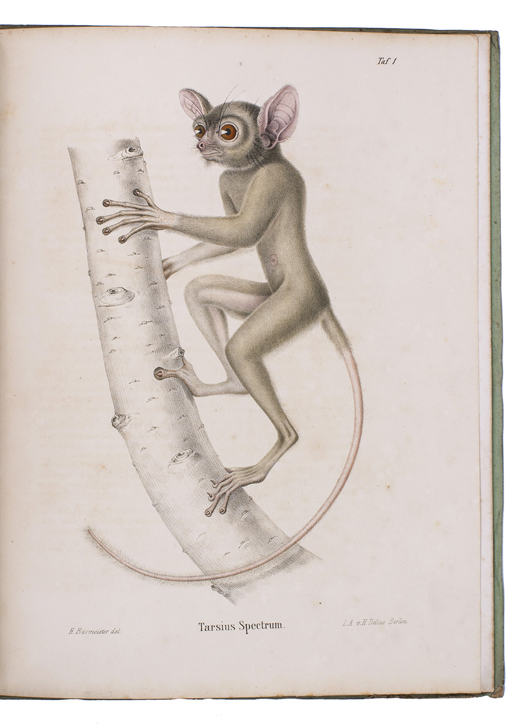 BURMEISTER, Hermann. - Beitrge zur nheren Kenntniss der Gattung Tarsius, ... Nebst einem helminthologischen Anhange von Dr. Creplin.Berlin, Georg Reimer, 1846. Large 4to (31 x 24.5 cm). With 7 lithographed plates (including 1 coloured by hand). Original publisher's printed green boards.