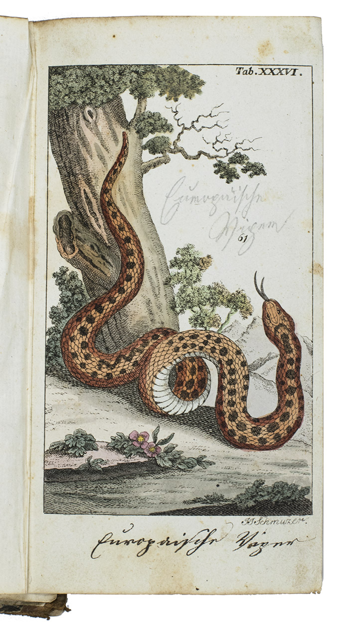 WILHELM, Gottlieb Tobias. - Unterhaltungen aus der Naturgeschichte: Die Amphibien.Vienna, for the publishers [