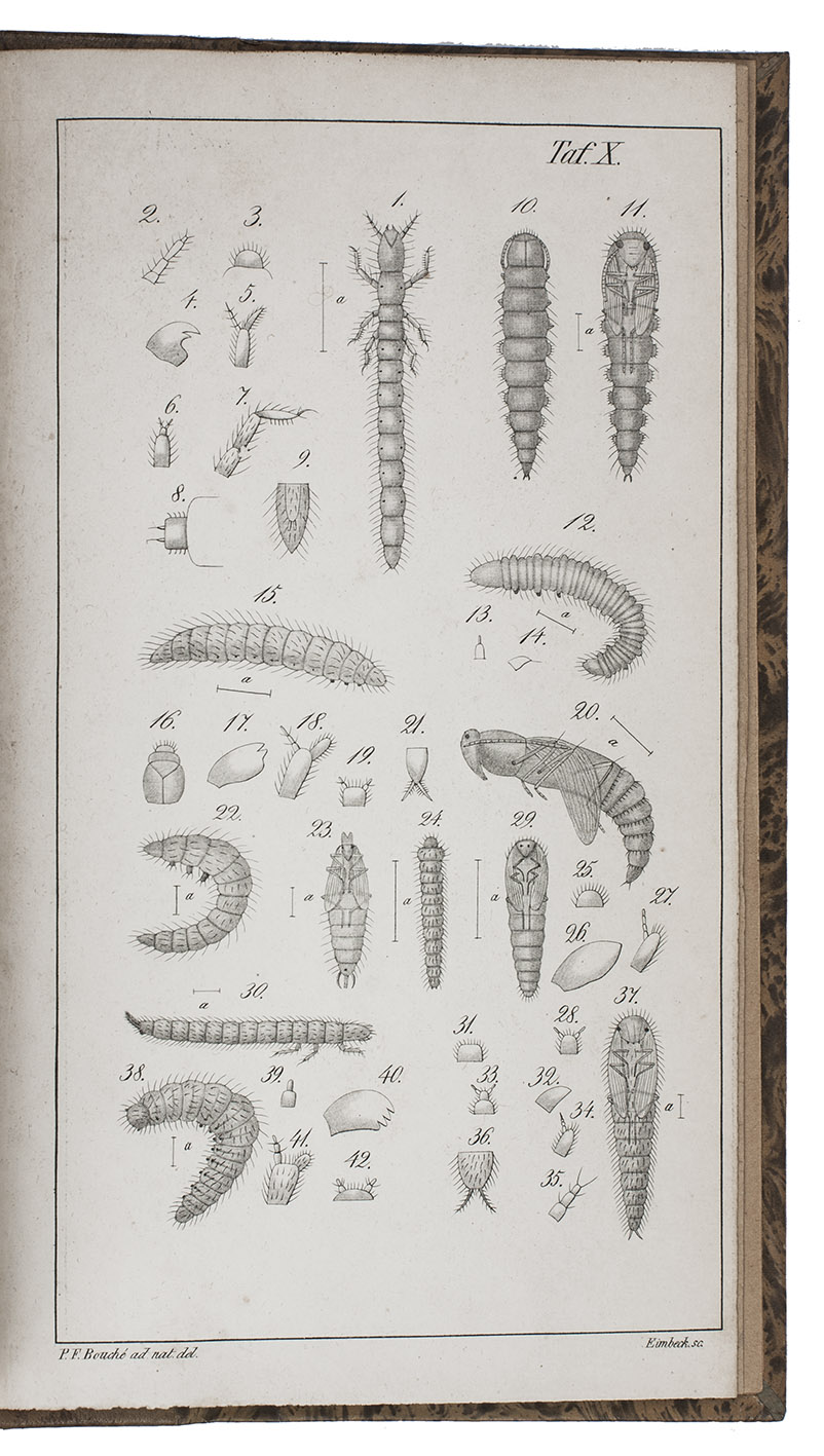 BOUCH, Peter Friedrich. - Naturgeschichte der Insekten, besonders in Hinsicht ihrer ersten Zustnde als Larven und Puppen. ... Erste Lieferung.Berlin, in der Nicolaischen Buchhandlung, 1834. 8vo. With 10 lithographed plates. Contemporary mottled sheepskin, richly gold-tooled spine.