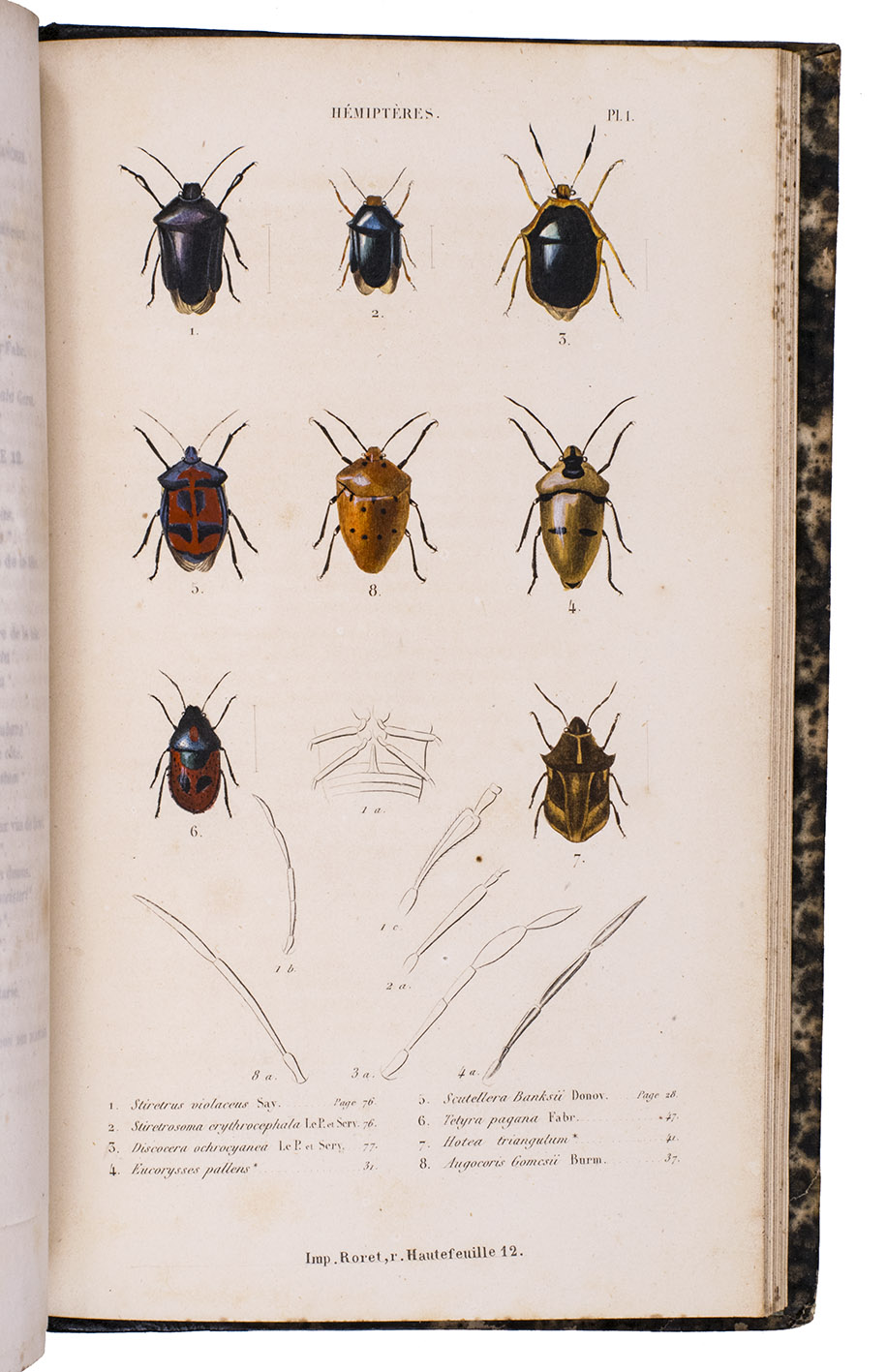 AMYOT, Charles Jean Baptiste and Jean Guillaume AUDINET SERVILLE. - Histoire naturelle des insectes. Hmiptres.Paris, Roret (back of half-title: printed by Fain & Thunot), 1843. Large 8vo (22 x 15 cm). With 12 hand-coloured engraved plates. Contemporary black half sheepskin, gold-tooled spine.