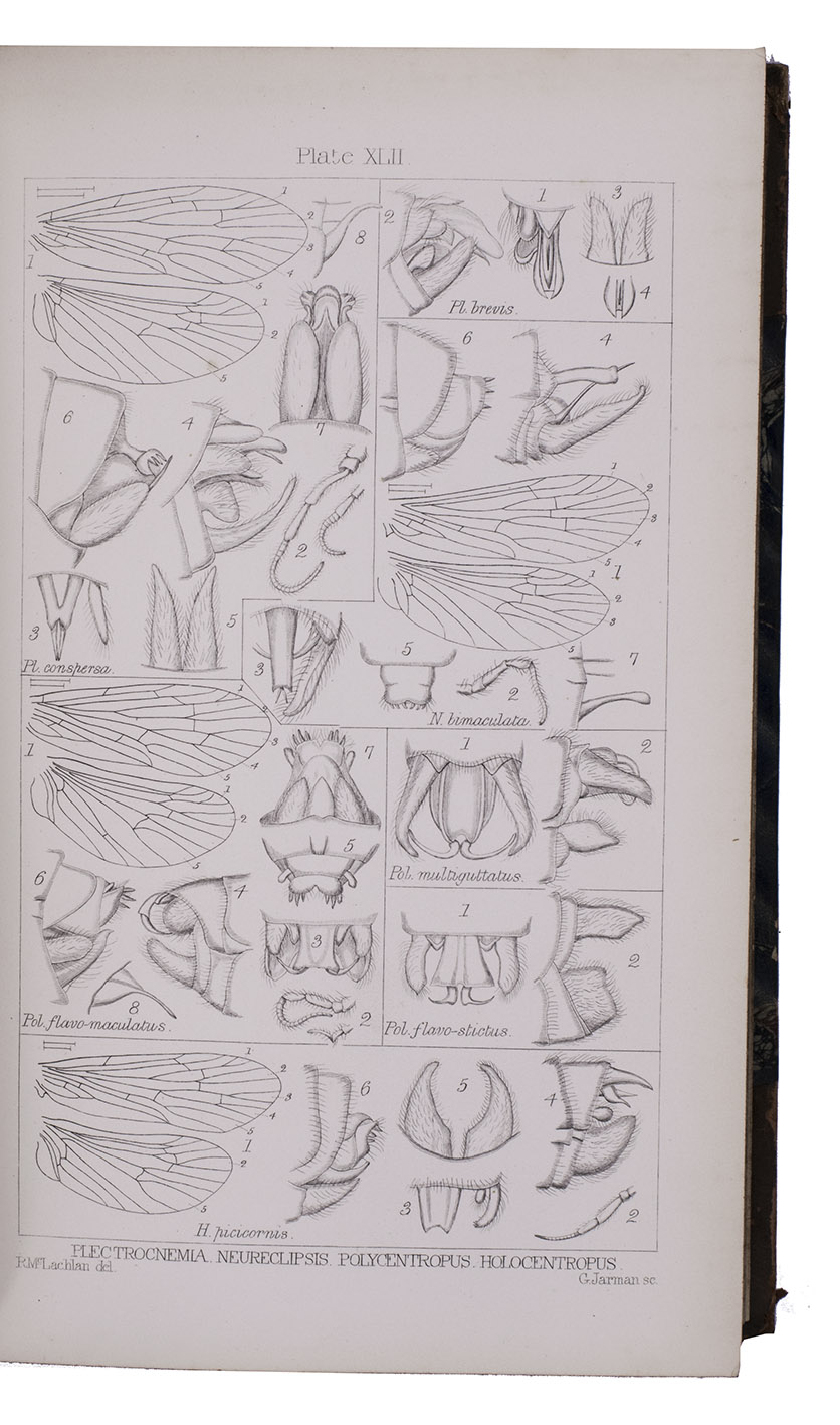 MCLACHLAN, Robert. - A monographic revision and synopsis of the Trichoptera of the European fauna.London, John van Voorst; Berlin, Friedlnder (colophon: printed by Napier, London), 1874-1880. Royal 8vo (25 x 17.5 cm). With 59 lithographed plates. Contemporary half calf.