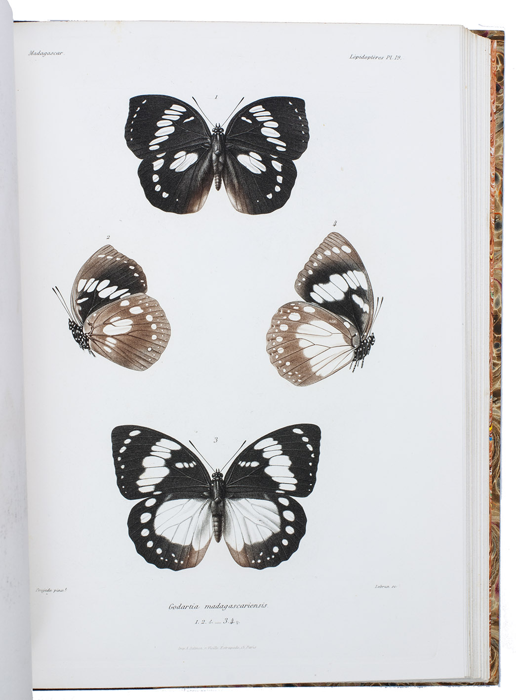 MABILLE, Paul. - Histoire naturelle des Lpidoptres de Madagascar.Paris, l'Imprimerie Nationale, 1885-1887. 2 volumes (text & atlas). Large 4to (32 x 25 cm). With 63 aquatint plates printed in brown and black. Later brown half morocco.