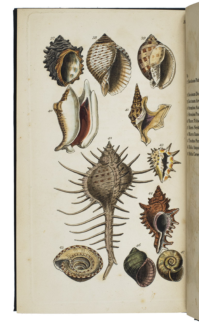 WODARCH, Charles. - An introduction to the study of conchology, describing the orders, genera, and species of shells; their most prominent characteristics, and usual mode of classification. With observations on the nature and properties of the animals; and directions for collecting, preserving, and cleaning shells.London, Longman, Hurst, Rees, Orme & Browne, 1820. 8vo. With 4 handcoloured engraved plates of shells. Modern black cloth, title in gold on spine.