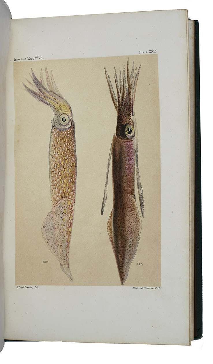 GOULD, Augustus Addison. - Report on the invertebrata of Massachusetts, published agreeably to an order of the legislature. Second edition, comprising the mollusca. Edited by W.G. Binney.Boston, Wright and Potter, state printers, 1870. Large 8vo. With 12 full-page chromolithographed plates, numbered XVI-XXVII, containing figures 214-349, after the drawings by B.F. Nutting, Mary Peart, Fanny van Horn, S. Morse, J. Burckhardt, and Alex. Agassiz. Original publisher’s green buckram over thick boards.