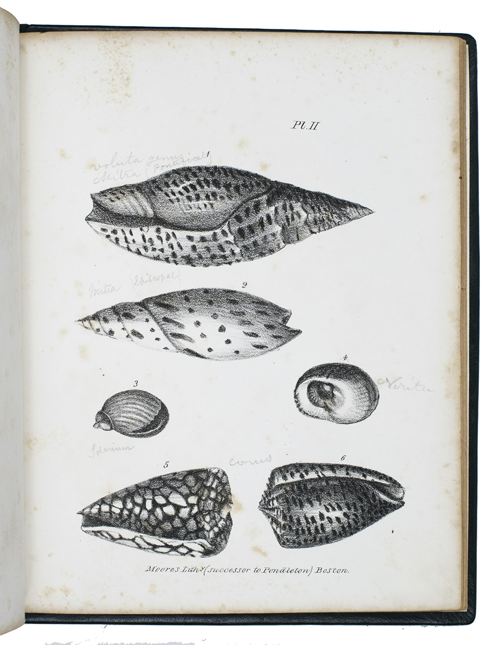 WARREN, John. - The conchologist.Boston, Russell, Odiorne & Metcalf, 1834. Small 4to. With a lithographed frontispiece showing 2 shells and XVI numbered lithographed plates of shells and related items showing 71 figures. Modern (21st-century?) green calf.