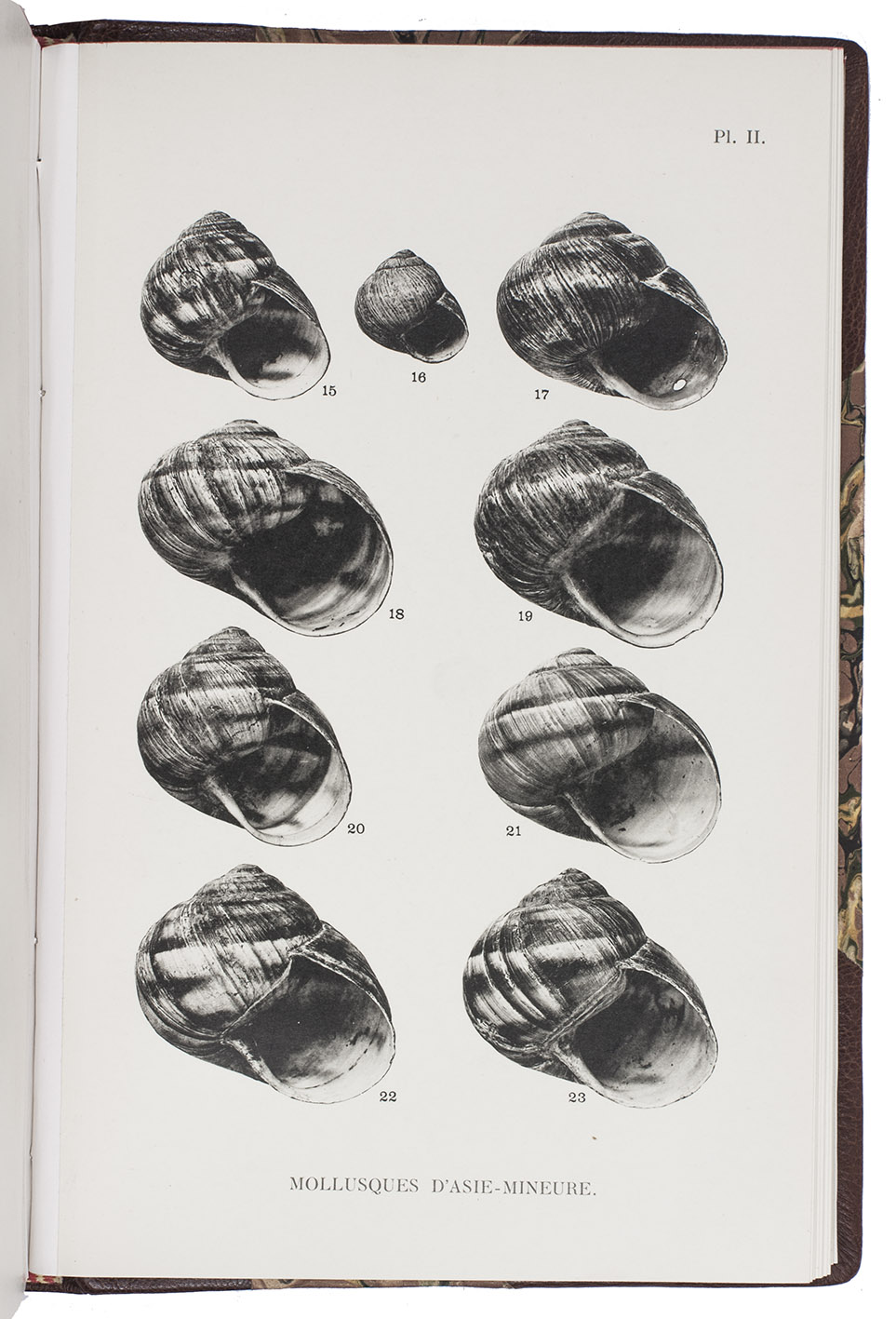 GERMAIN, Louis. - Mollusques terrestres et fluviatiles d'Asie-Mineure.Paris, Paul Lechevalier (colophon: Rouen, Lecerf), 1936. 8vo. With 17 plates with photographic reproductions and many illustrations in text. Modern brown half morocco, gold-tooled spine; with the original publisher's printed paper wrappers bound in.