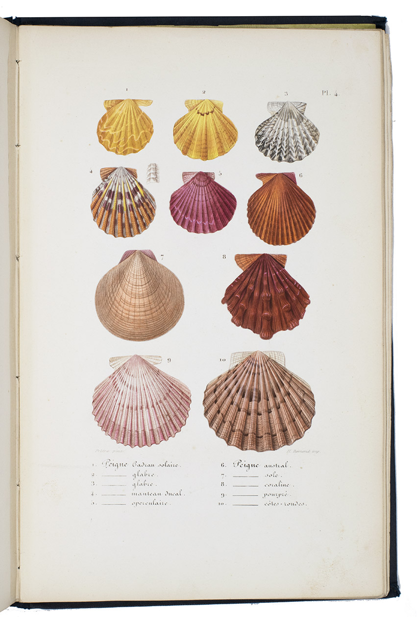CHENU, Jean-Charles. - Leons lmentaires d'histoire naturelle comprenant un aperu sur toute la zoologie et un trait de Conchyliologie  lusage des gens du monde.Paris, Lacrampe fils for Dauvin et Fontaines & J.J. Dubochet, le Chevalier et Cie, 1847. 4to. With 863 small engraved figures in the text and 12 numbered plates of shells by Jean Gabriel Prtre and N. Rmond, all expertly colored by hand. Publishers buckram.