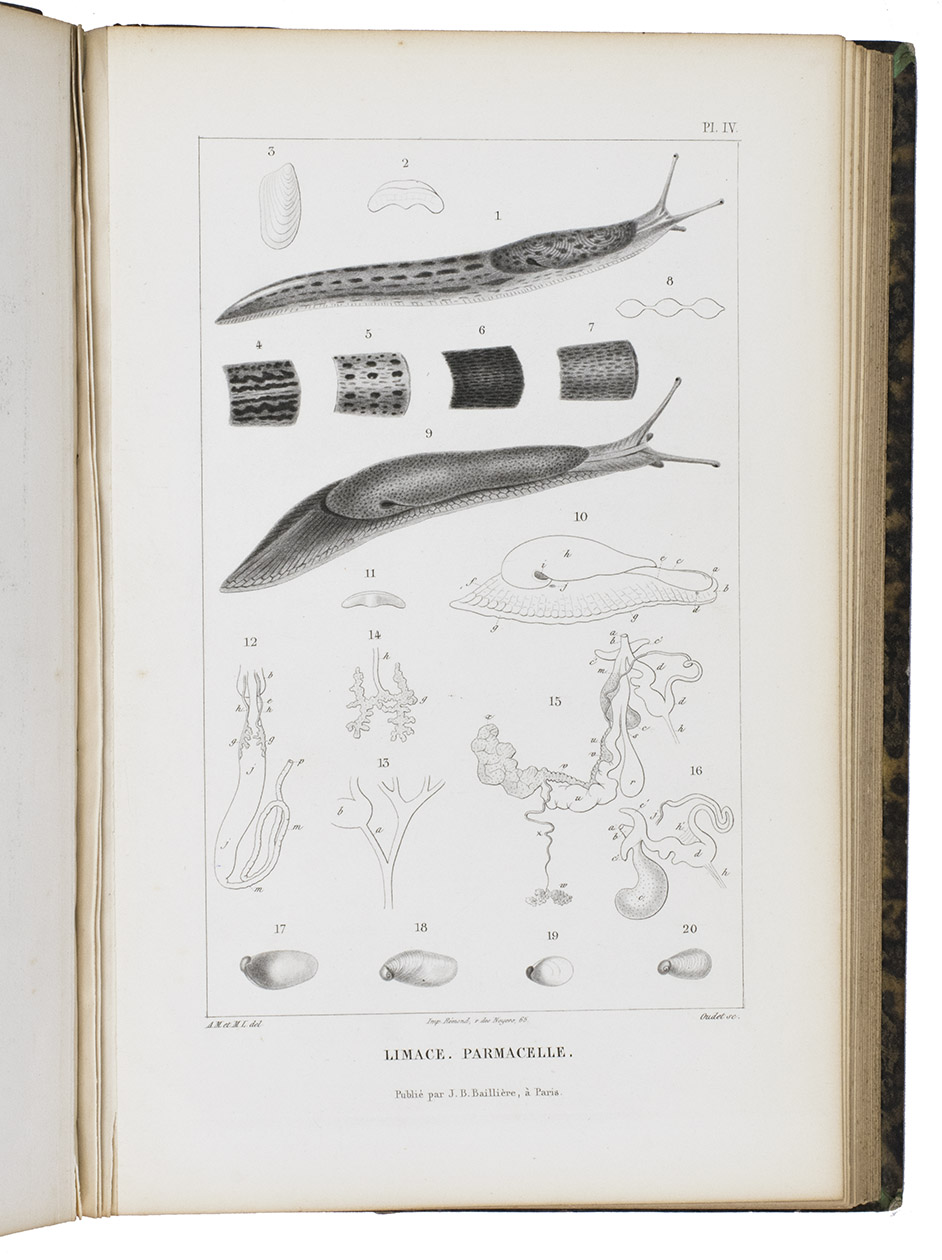 MOQUIN-TANDON, Alfred. - Histoire naturelle des mollusques terrestres et fluviatiles de France. Contenant des studes sur leur anatomie et leur physiologie et la description particulire des genres, des espces et des varits.Paris, Bailliere, 1855. 2 text volumes and 1 atlas volume. Royal 8vo. With 54 engraved plates. Contemporary half calf.